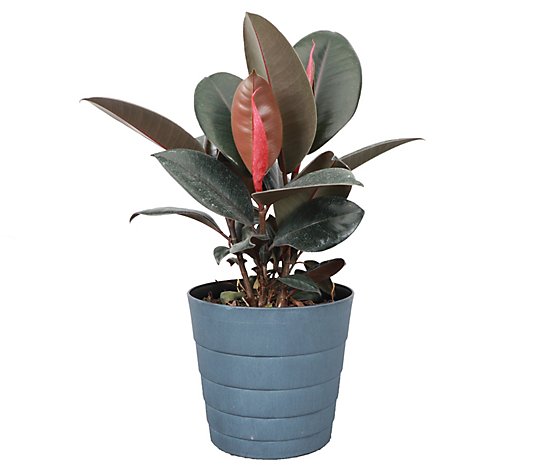 Thorsen's Greenhouse Live 6" Rubber Tree in Contemporary Pot