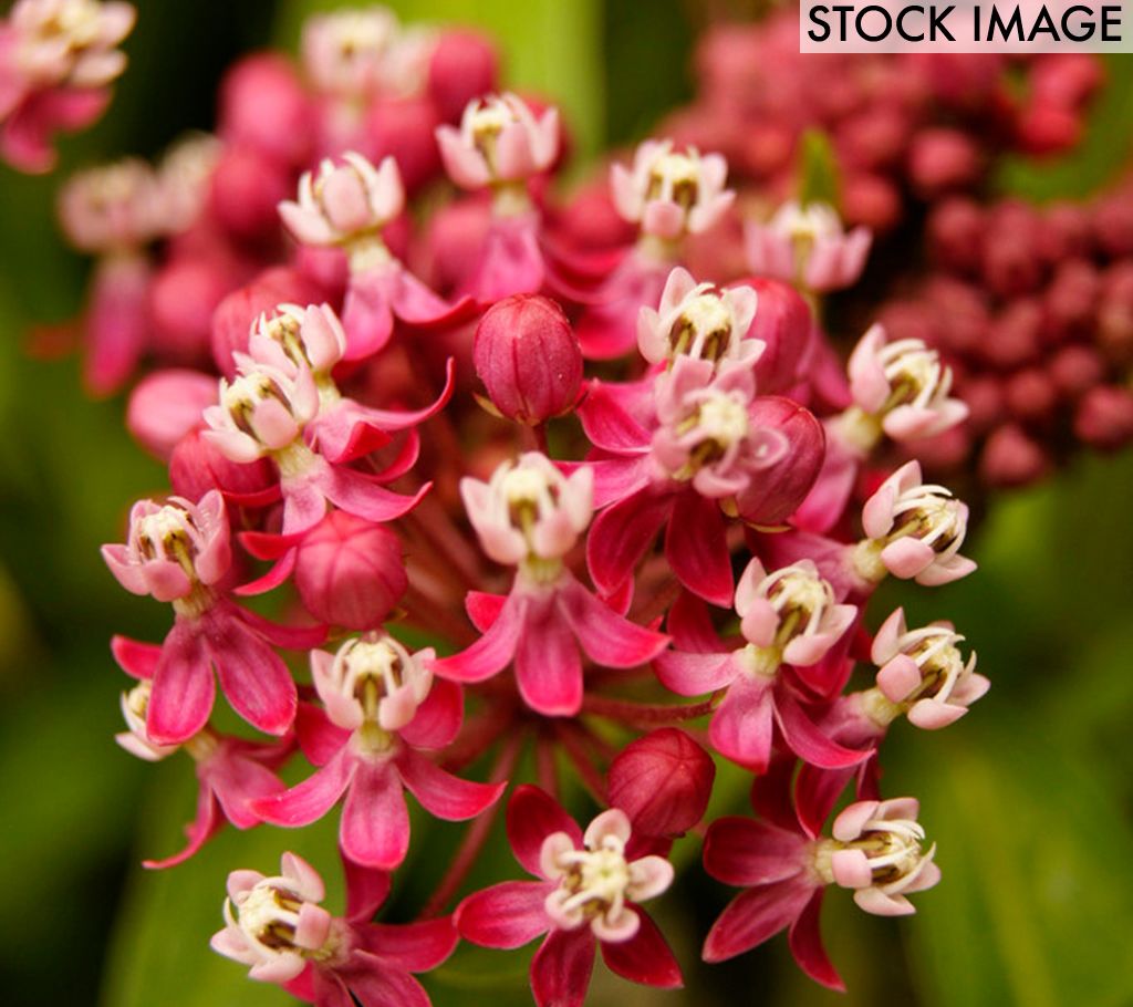 Van Zyverden Asclepias Soulmate Support The Monarchs 3 Roots