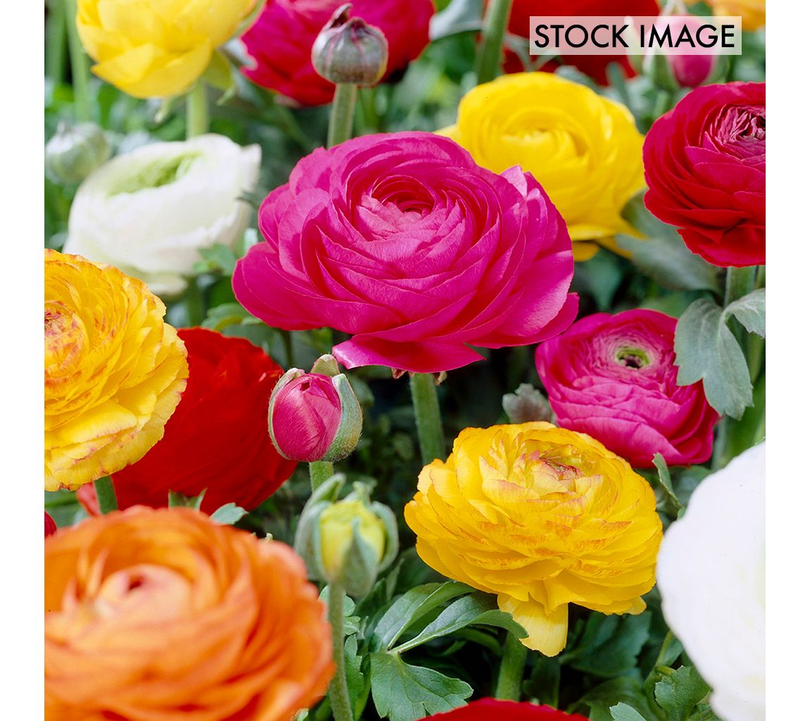 Van Zyverden Butter Cups Ranunculus Double Bloom Mix 25 Bulbs