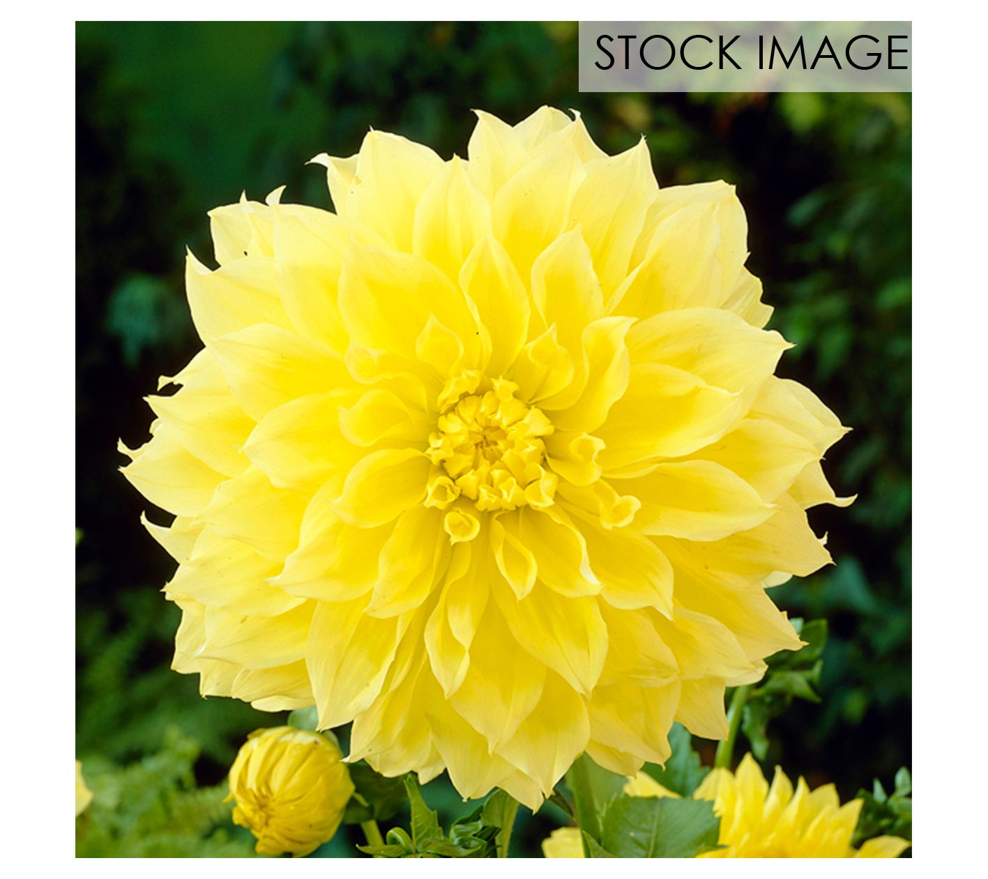 Van Zyverden Dahlias Kelvin Floodlight Set of 3Bulbs