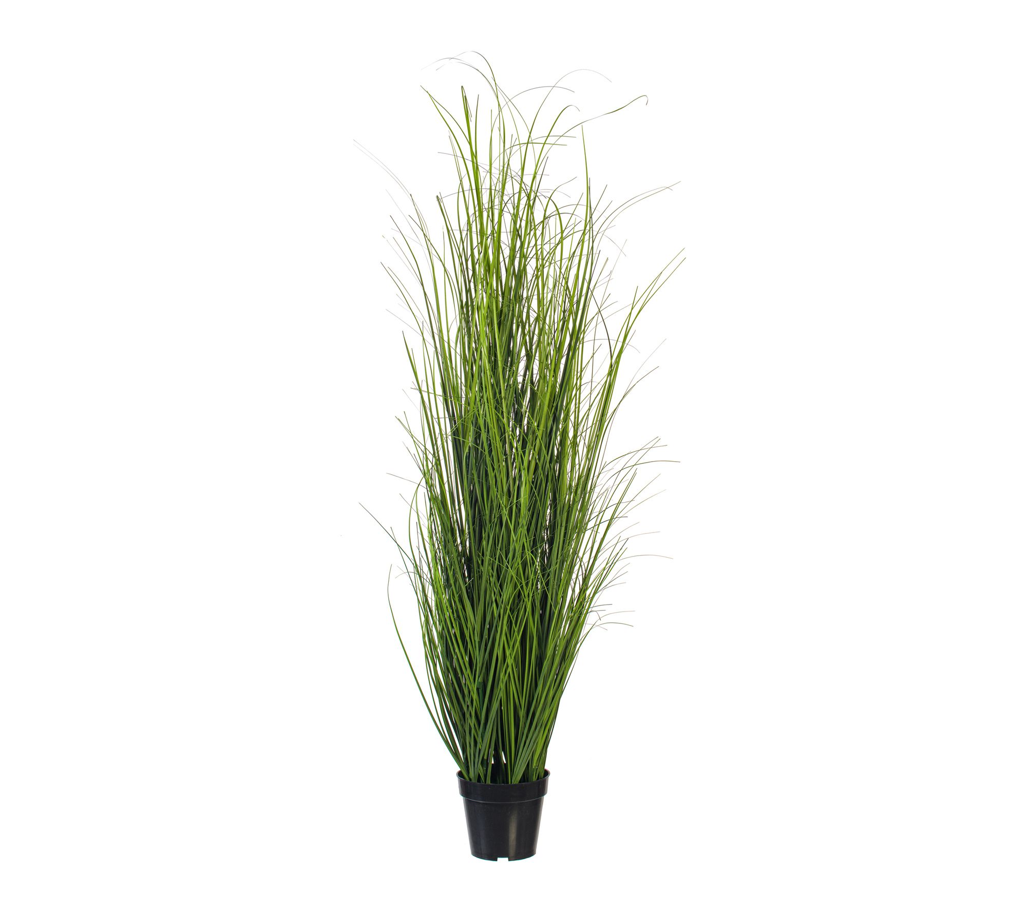 Vickerman 60" Green Tufted Hairgrass Potted UV
