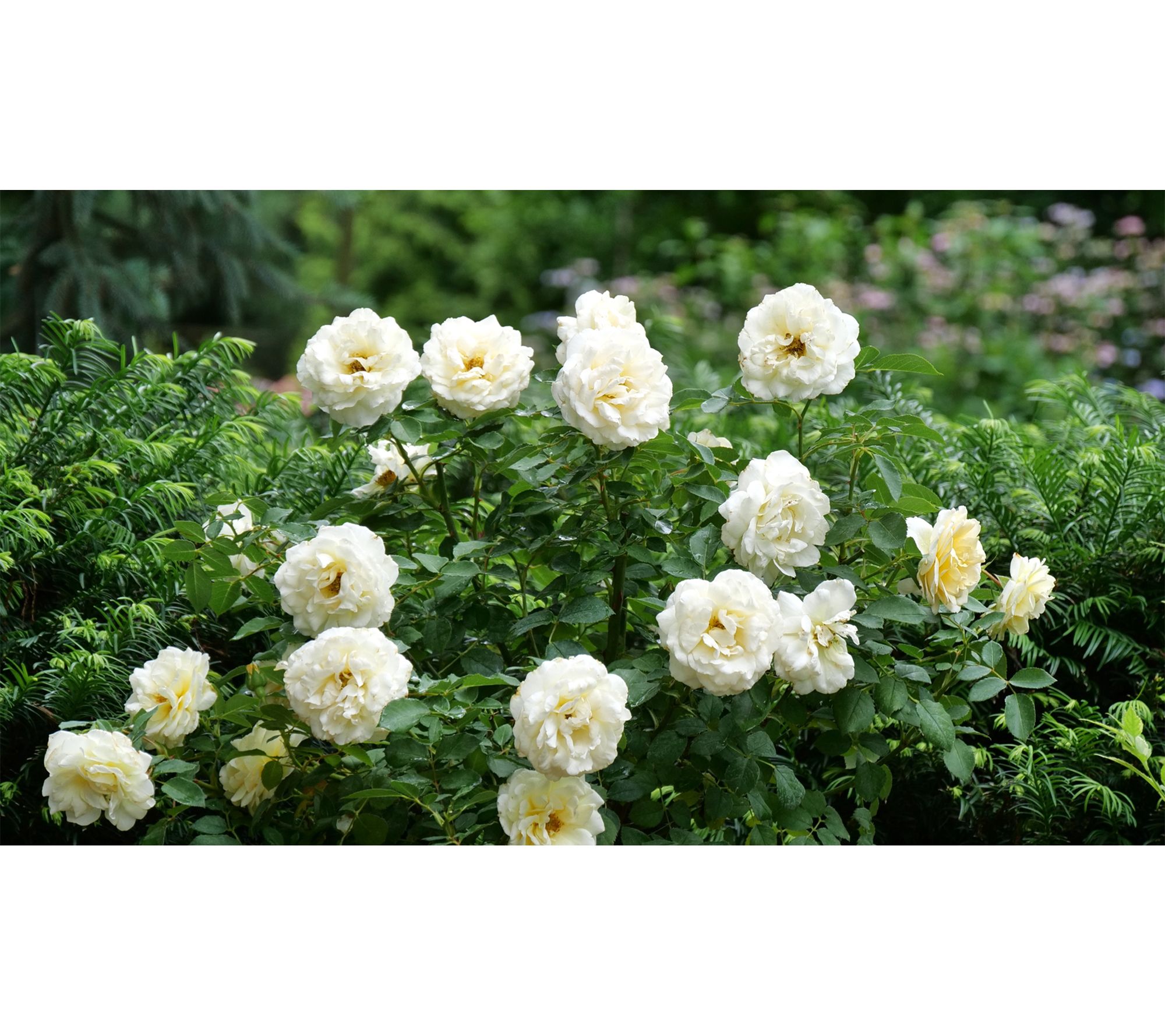 Roberta's 1 pc. Reminiscent Crema Rose from Proven Winners