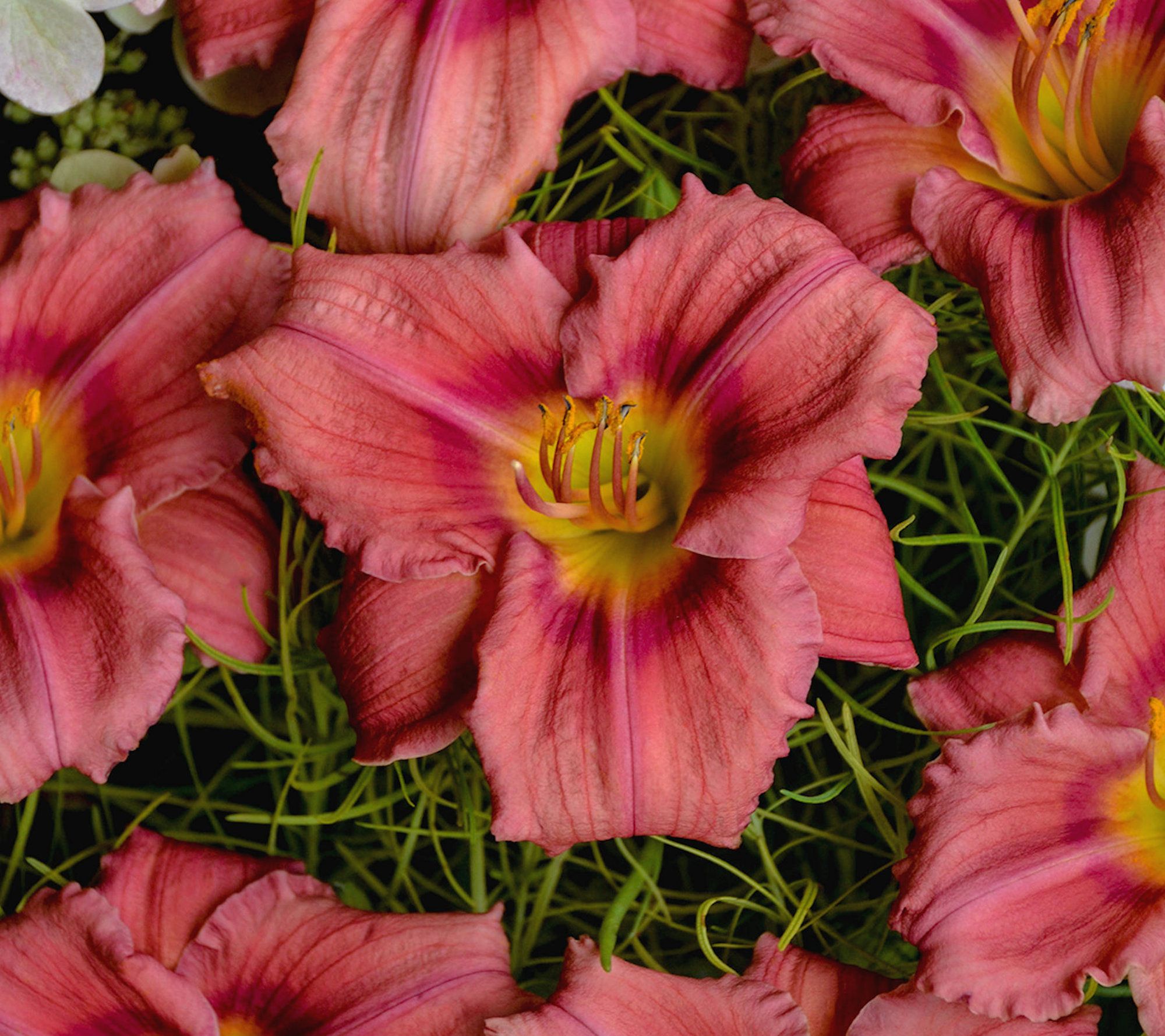 Cottage Farms 6-Piece Rosy Returns Daylilies