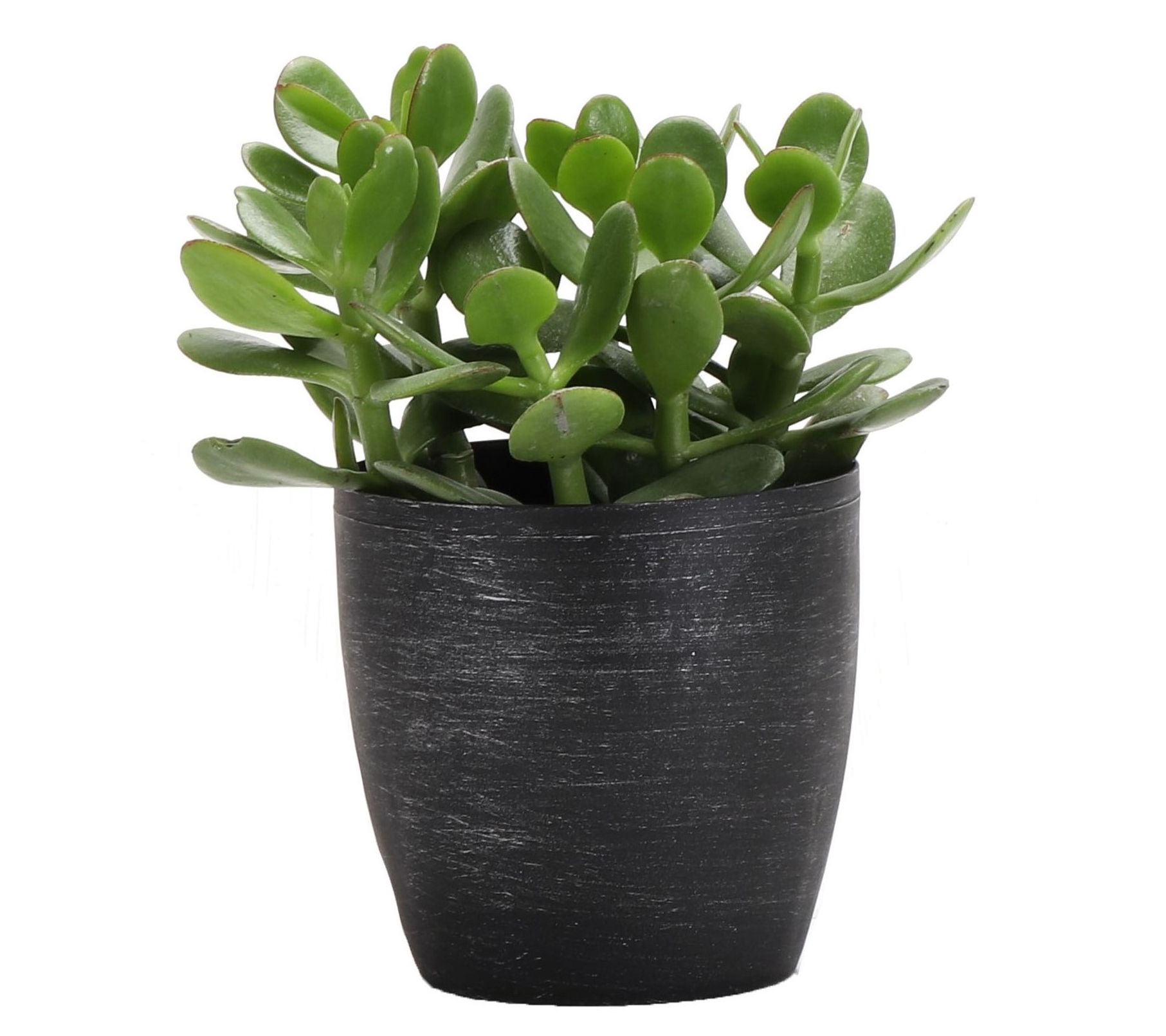 Thorsen's Greenhouse Live 4" Jade Plant in Classic Pot