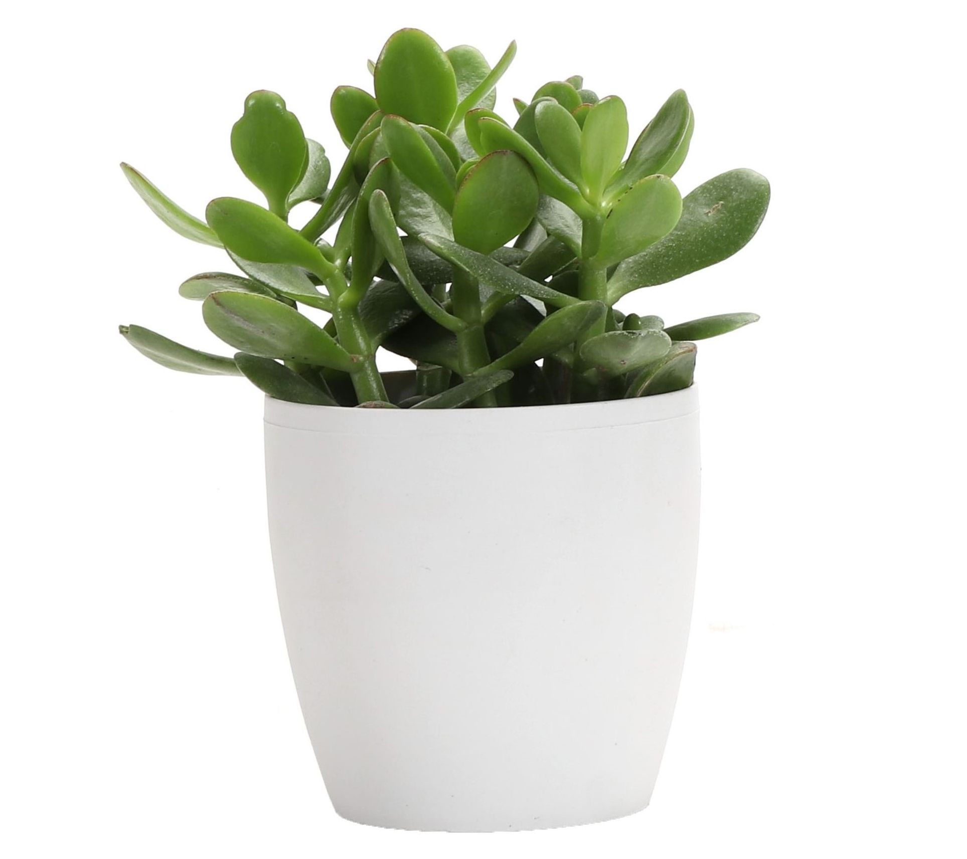Thorsen's Greenhouse Live 4" Jade Plant in Classic Pot