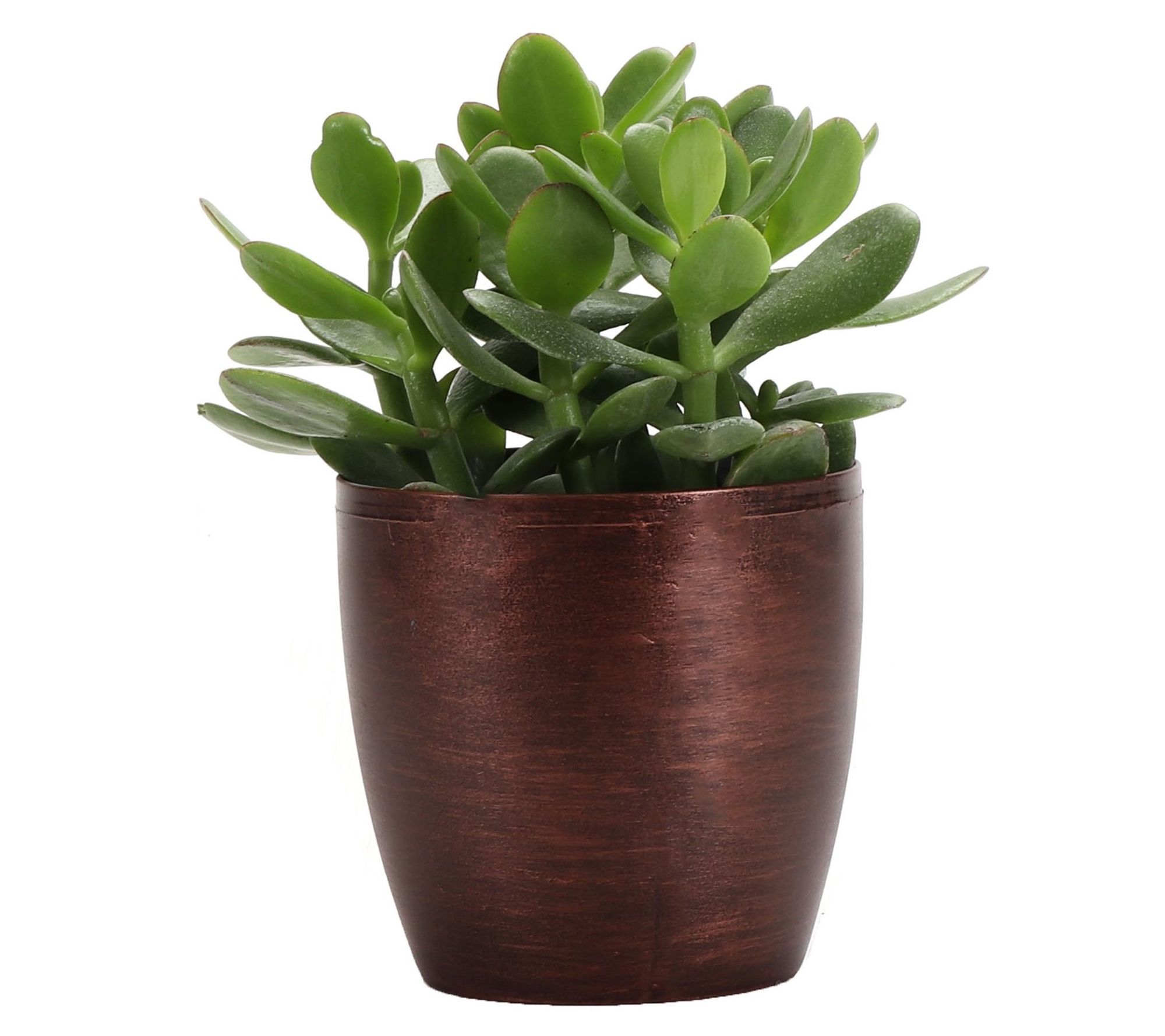 Thorsen's Greenhouse Live 4" Jade Plant in Classic Pot