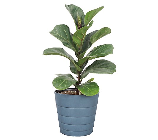 Thorsen's Greenhouse Live 6" Fiddle Leaf Fig, Contemporary Pot