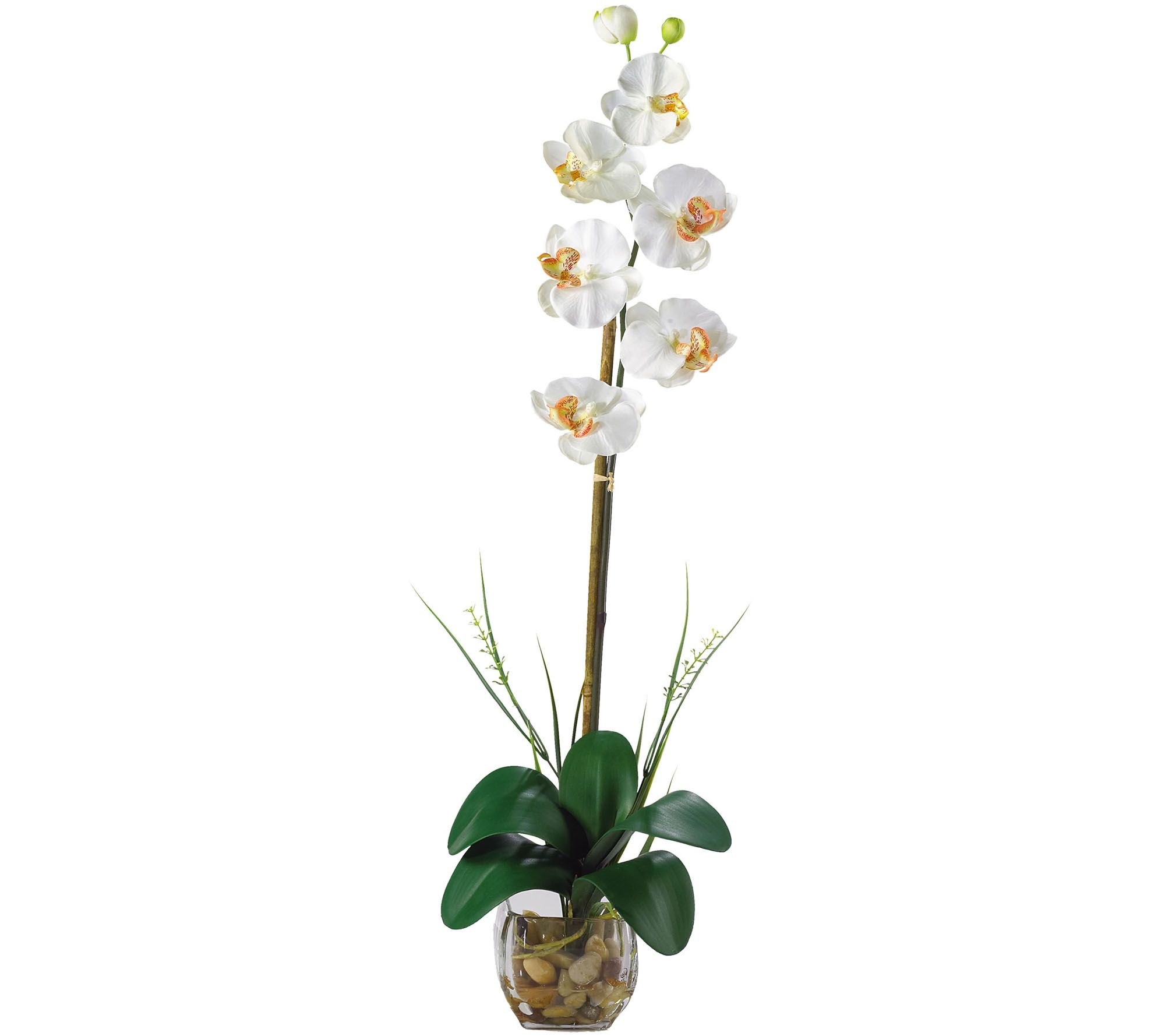 Single Phalaenopsis Flower Arrangement by Nearly Natural