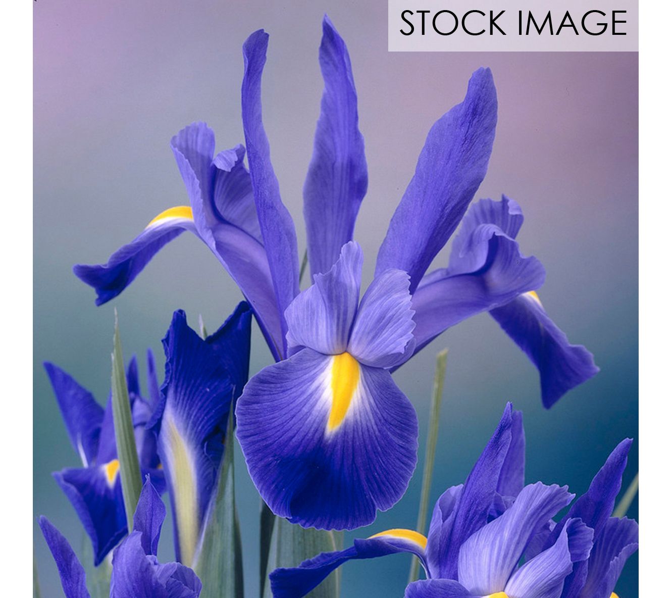 Van Zyverden Dutch Iris Blue Ribbon Set of 25 Bulbs - QVC.com