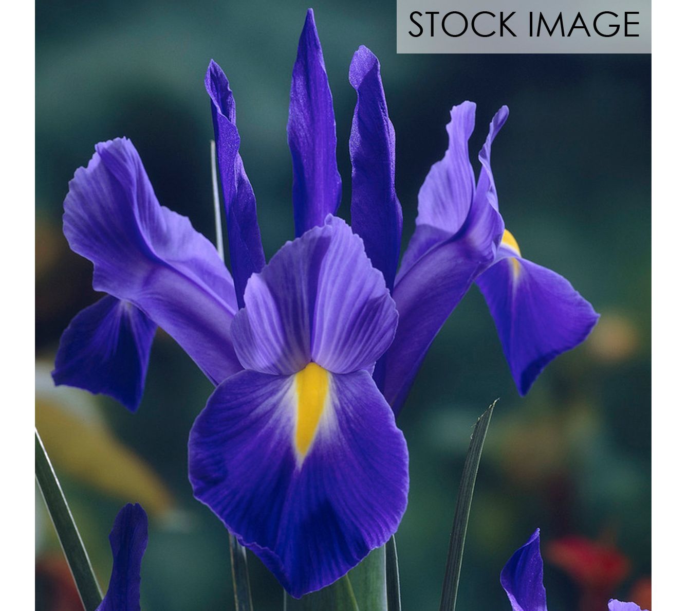 Van Zyverden Dutch Iris Blue Ribbon Set of 25 Bulbs - QVC.com