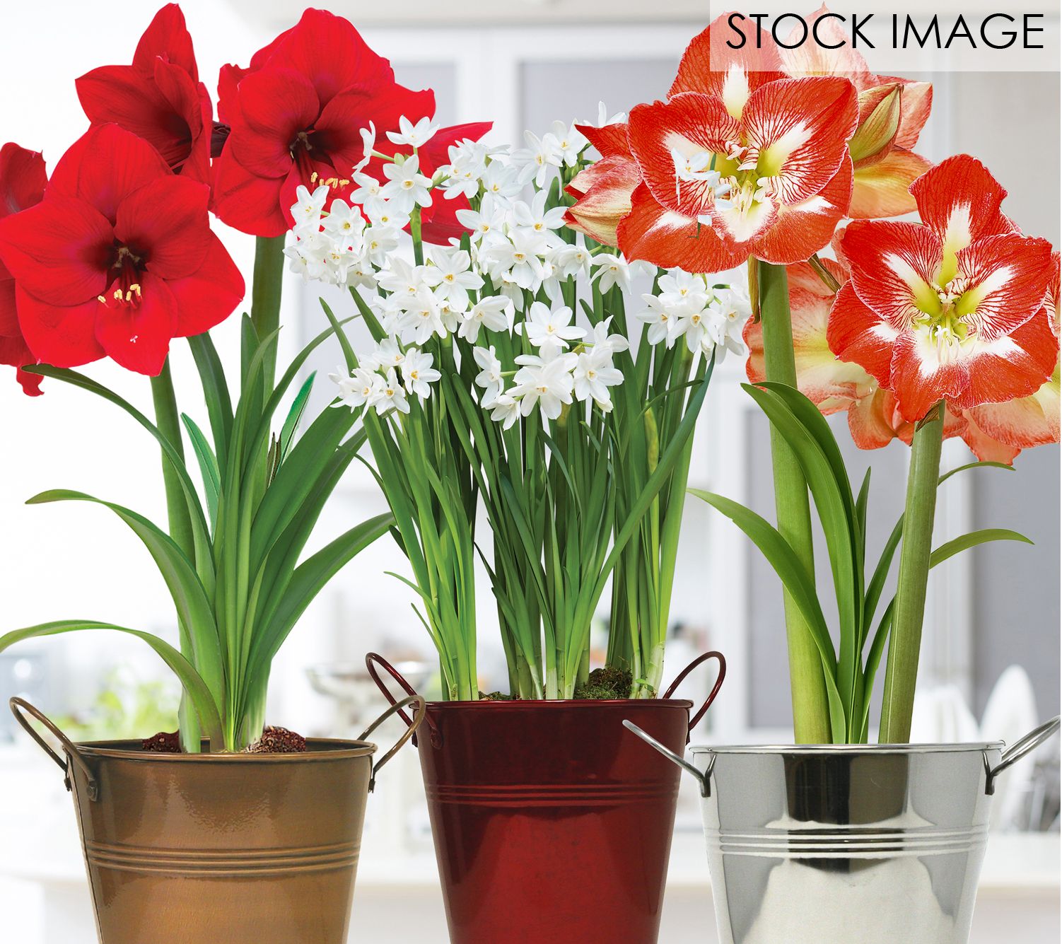 Van Zyverden Amaryllis & Paperwhite Trio Threeack Kits