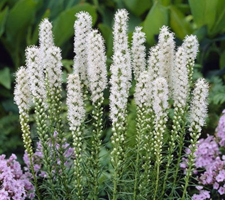 Roberta's 40-Piece White Blazing Star Collection