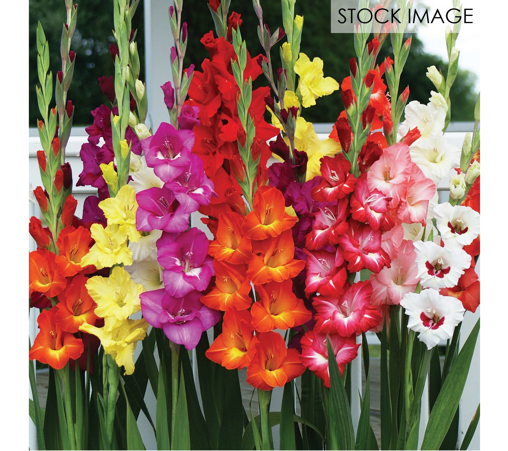 Van Zyverden Gladiolus Endless Summer Mixture Set of 25 Bulbs