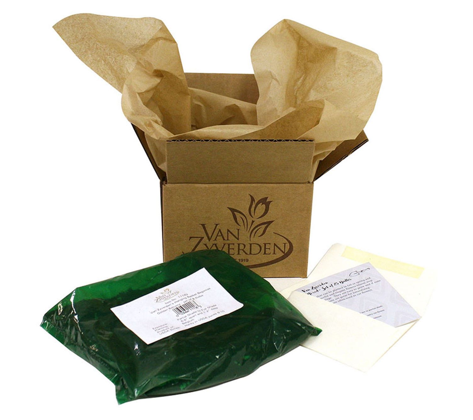 Van Zyverden Tall Phlox Paniculata Harlequin Set of 3 Roots