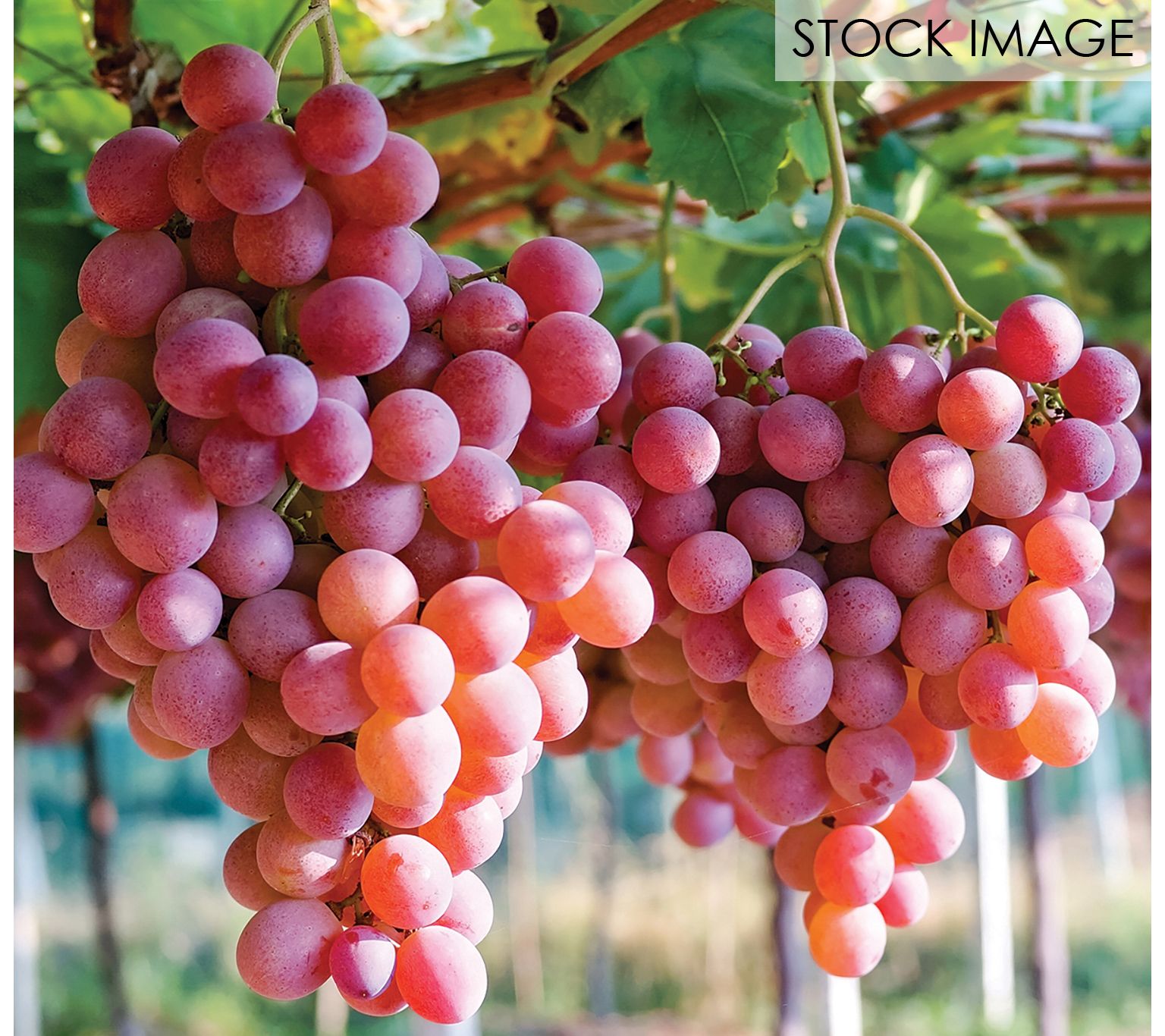 Van Zyverden Grapes Einset Seedless Set of 1 Pl ant