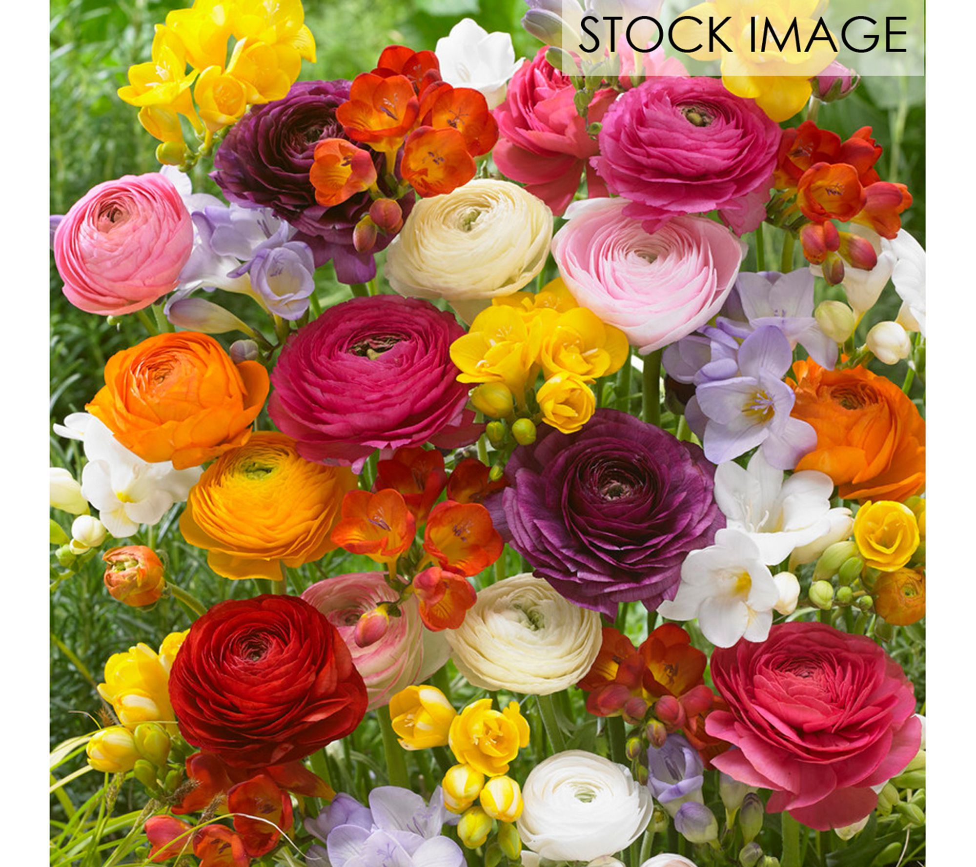 Van Zyverden Grand Freesia and Ranunculus Blend10 Bulbs