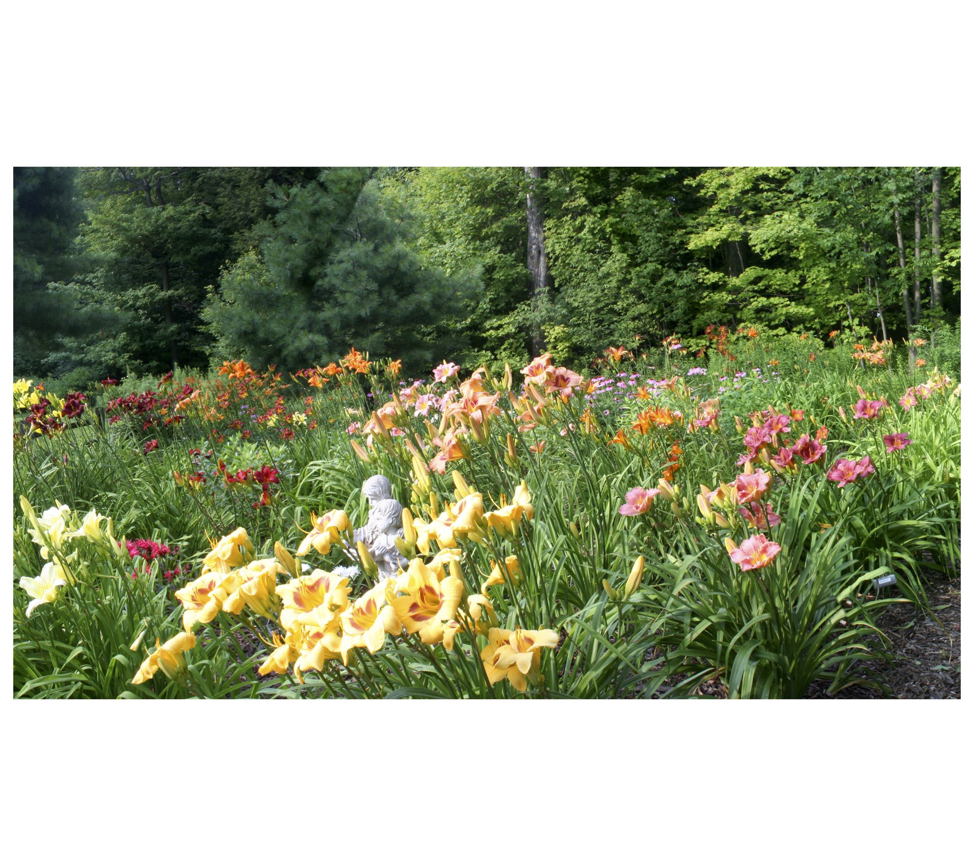 Roberta's Daylily Large Flowering Reblooming 3p