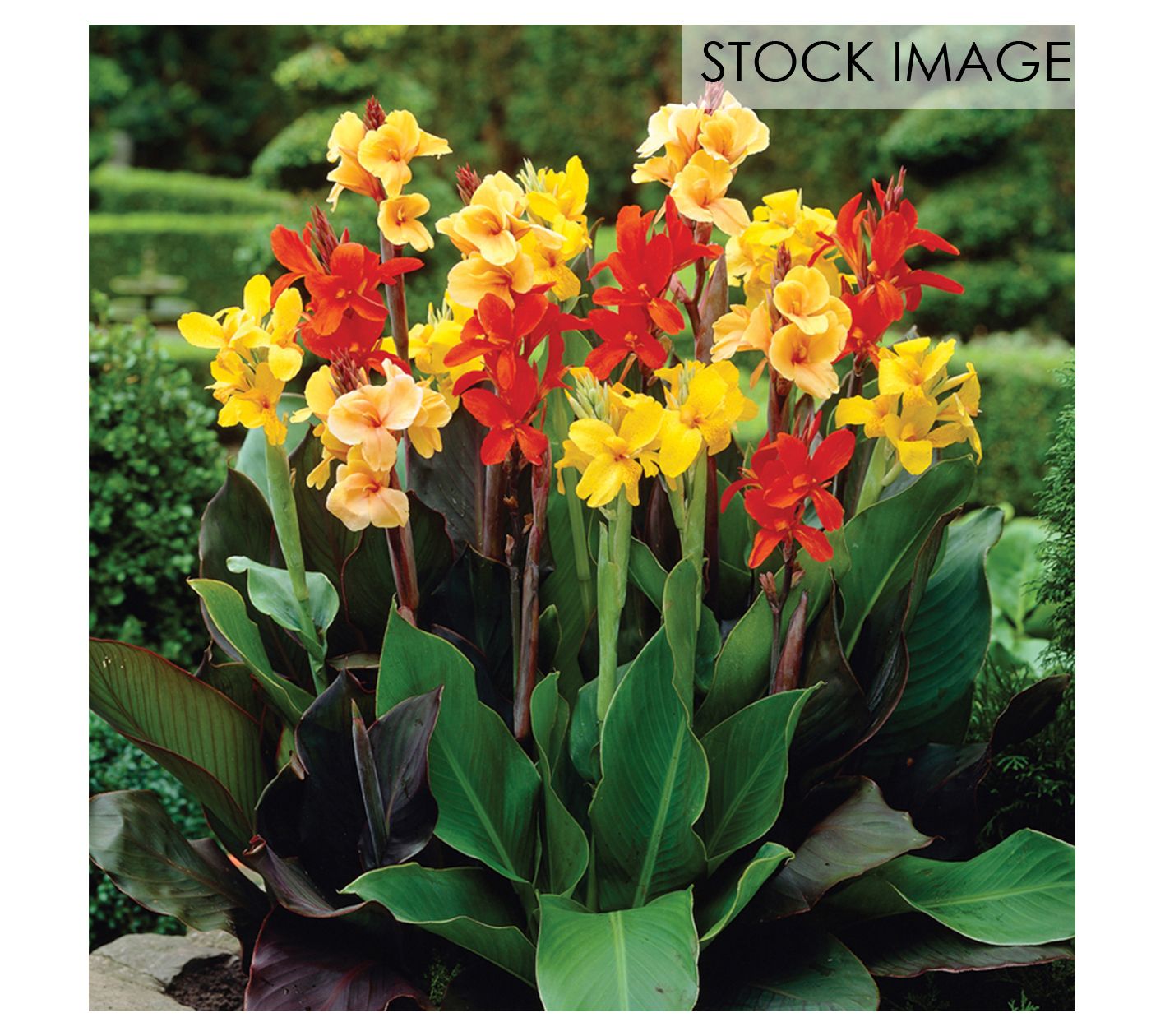 Van Zyverden Cannas Giant Tall Mixed Set of 3 Bulbs