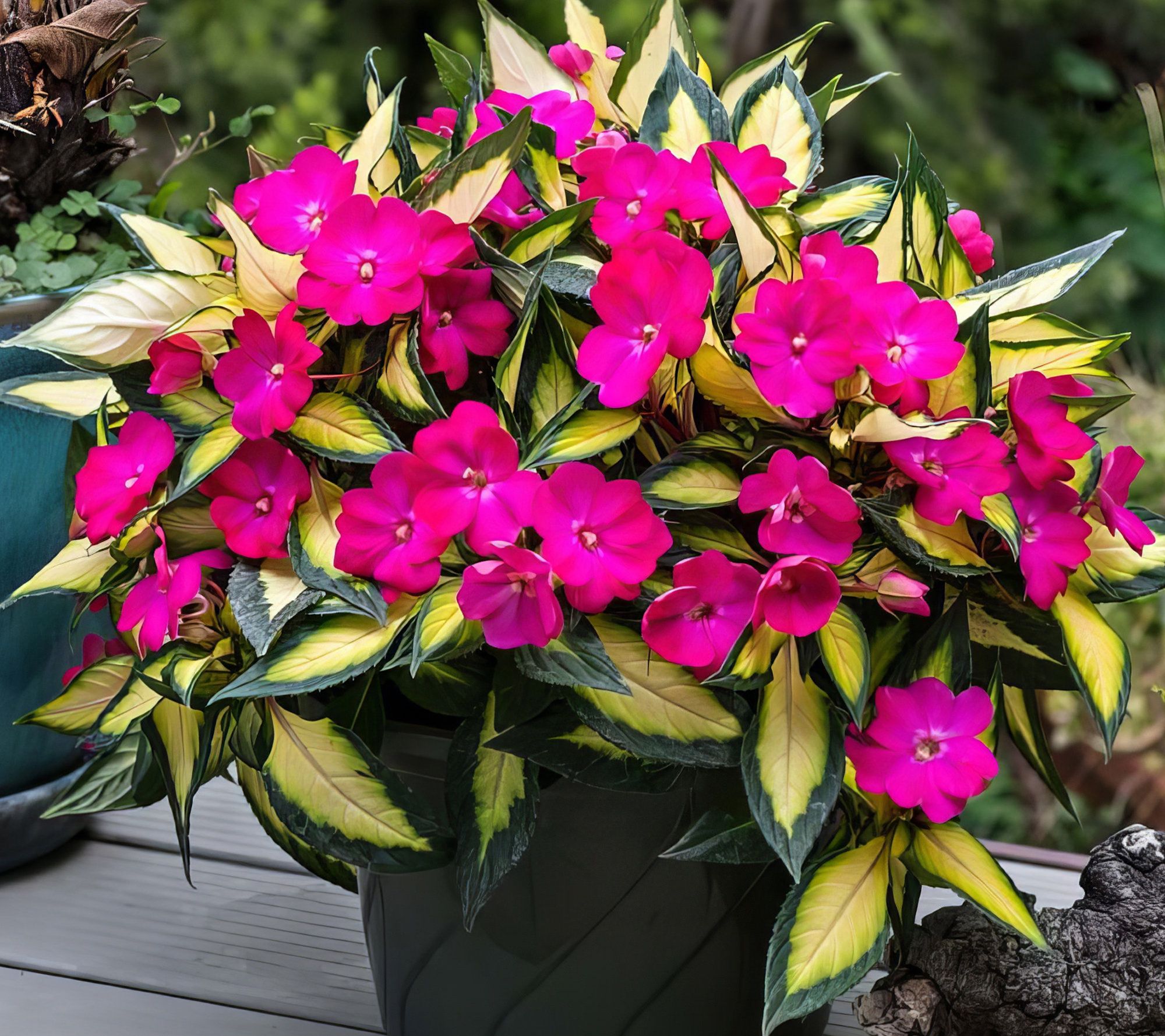 Cottage Farms 3-Piece Pink Lightning SunPatiens