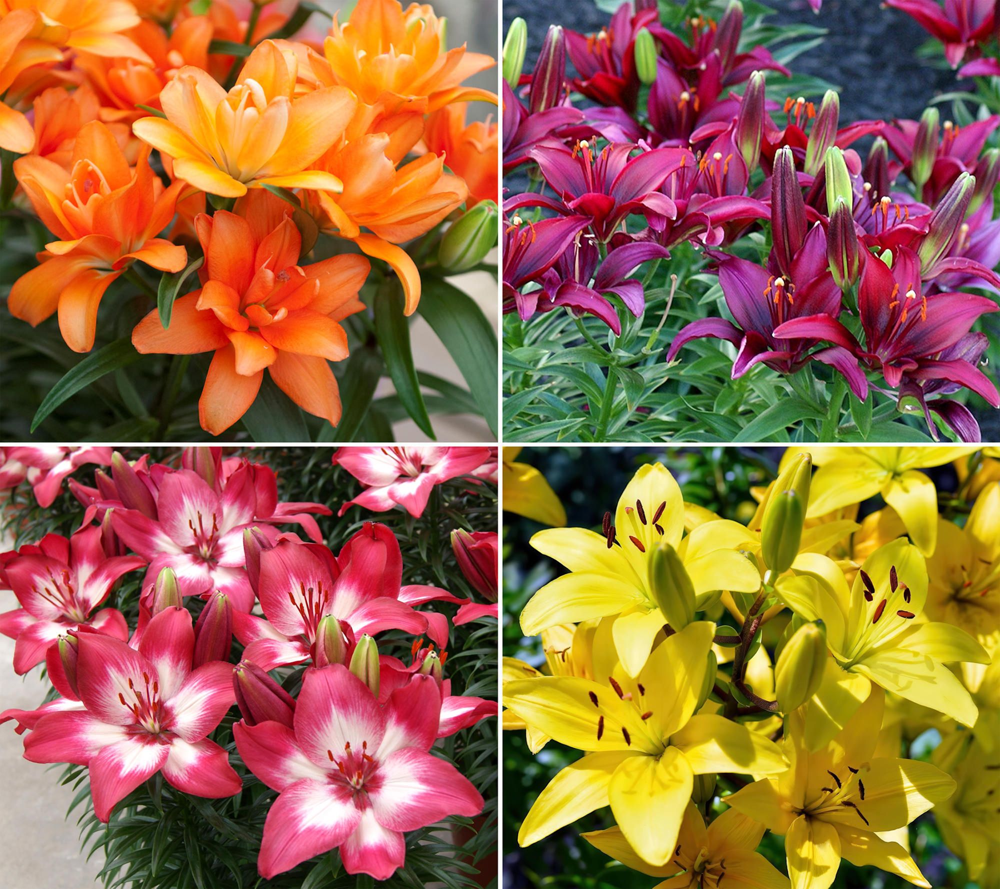 Cottage Farms 8 -Piece Rainbow Asiatic Lilies