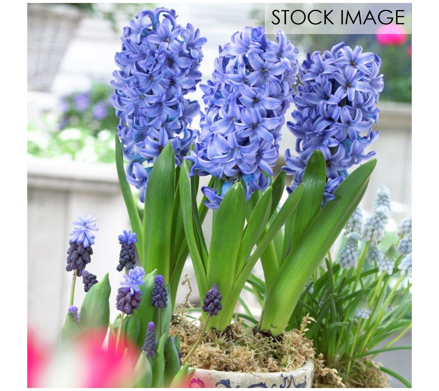 Van Zyverden PrePared Hyacinths For Indoor Forcing Blue 5ct