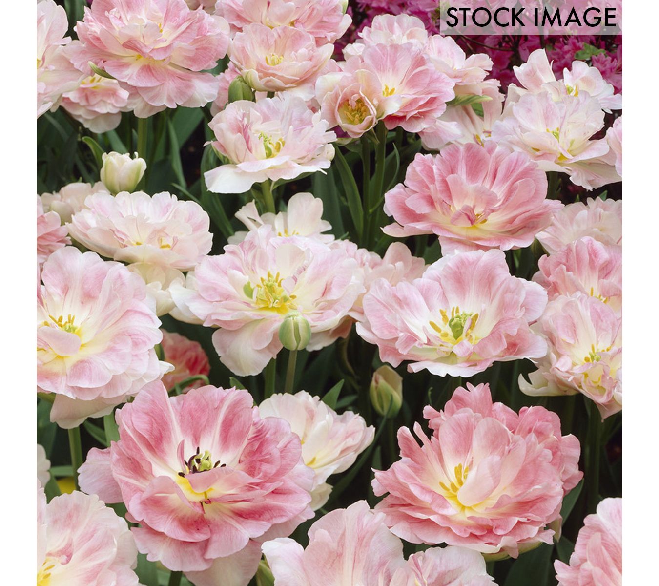 Van Zyverden Tulips Angelique Set of 25 Bulbs