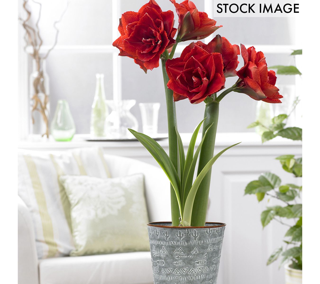 Van Zyverden Amaryllis Kit CherryNymph Southwest Meta Cachepot