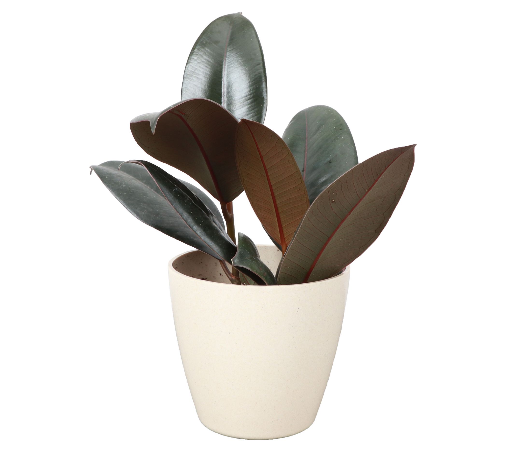 Thorsen's Greenhouse Live 4" Rubber Tree in Biodegradable Pot