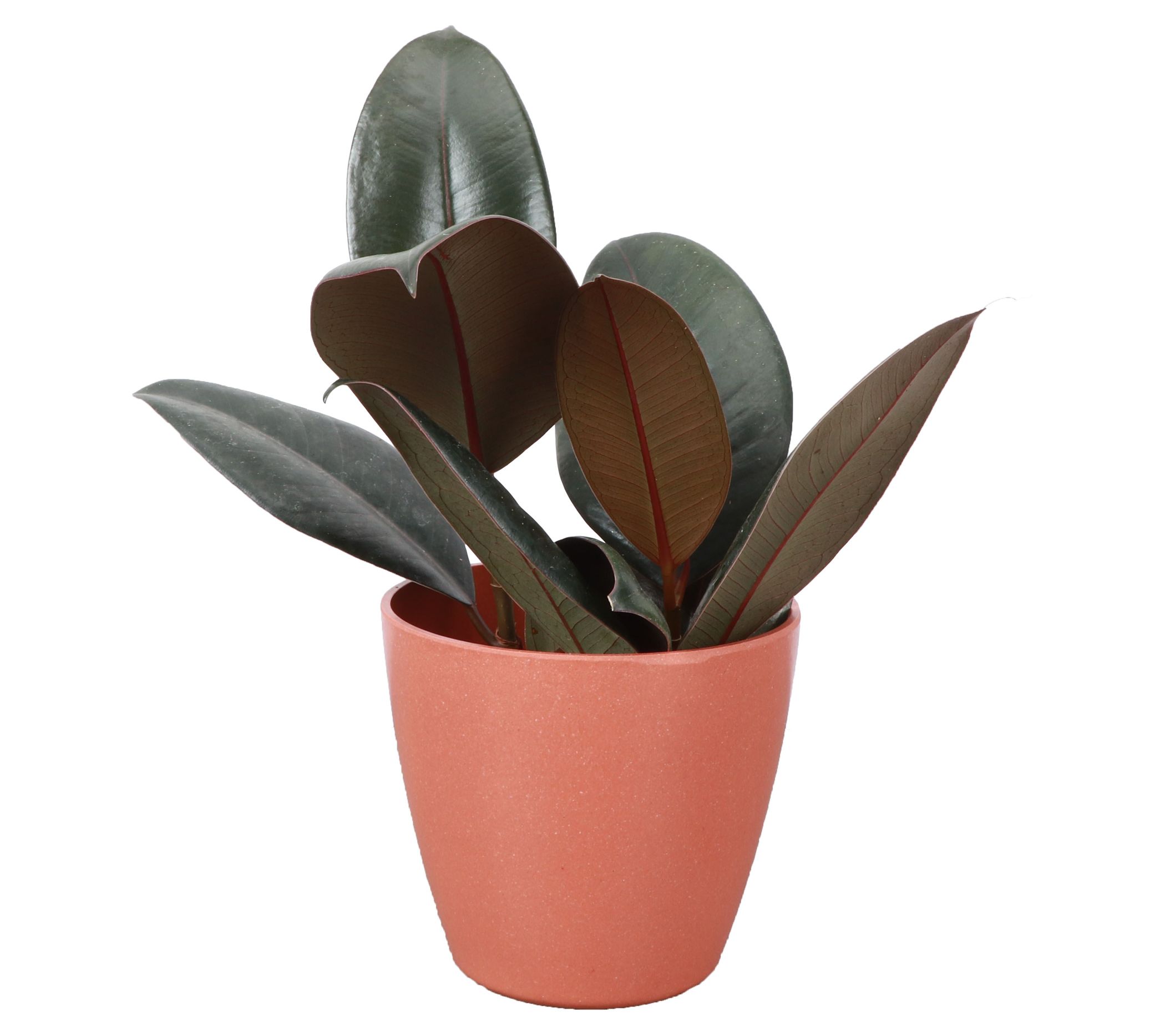 Thorsen's Greenhouse Live 4" Rubber Tree in Biodegradable Pot