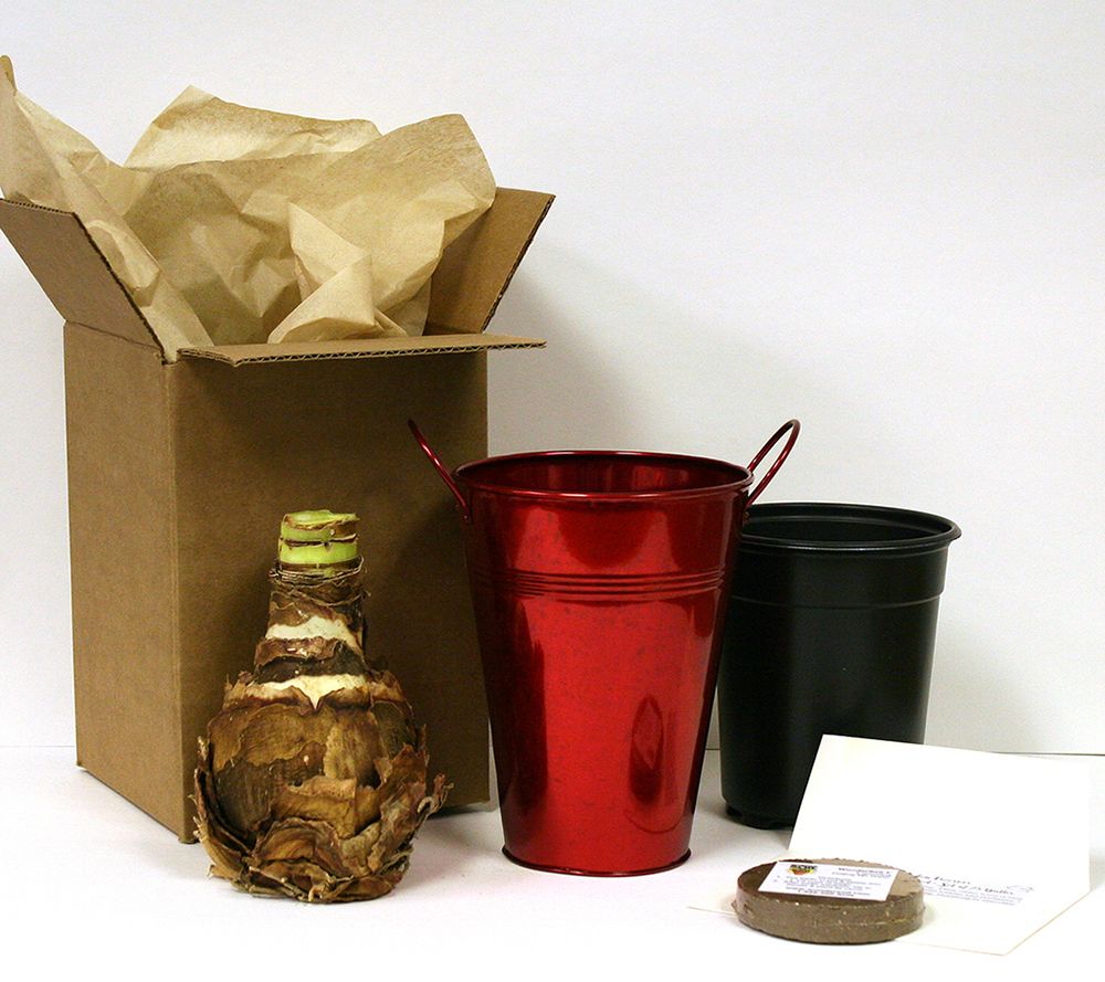 Van Zyverden Amaryllis Christmas Gift Artisan Decorative Pot