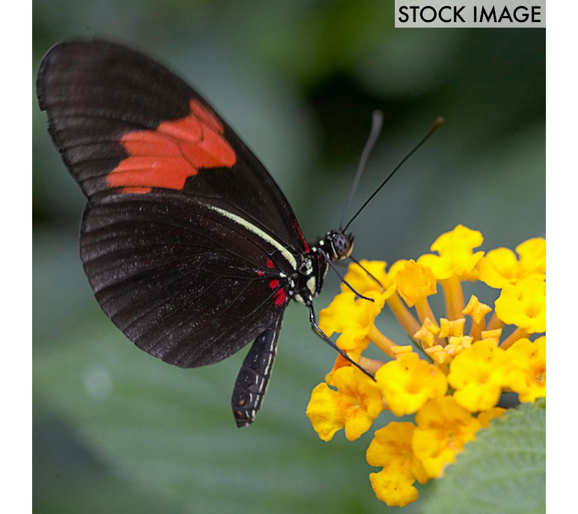 Van Zyverden Asclepias Hello Yellow Support Monarchs 3 Roots - QVC.com