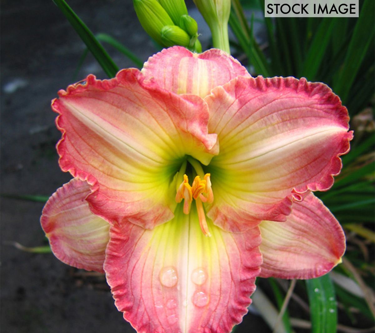 Van Zyverden Daylilies Frosted Vintage RufflesSet of 5 Roots