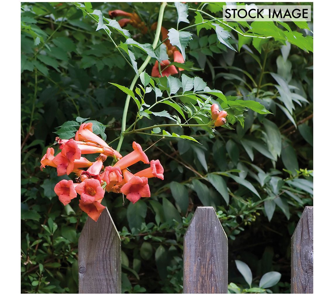 Van Zyverden Trumpet Vine Orange Set of 1 RootStock