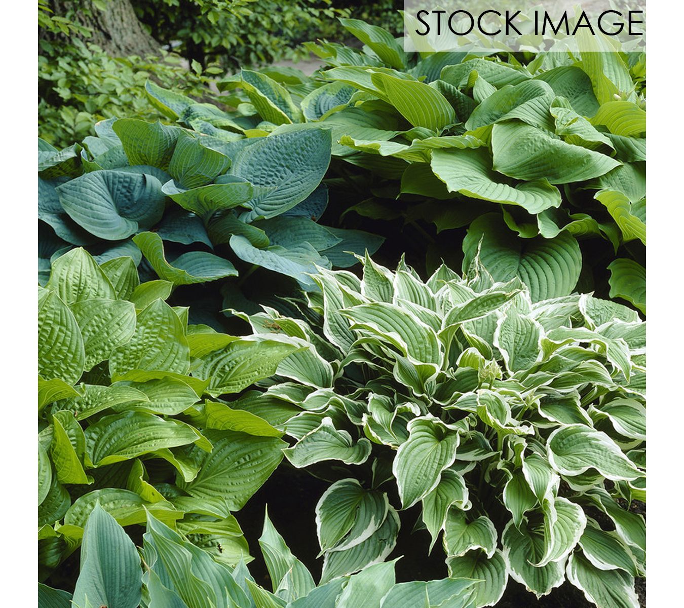 Van Zyverden Hostas Premium Blend Set of 3 Roots