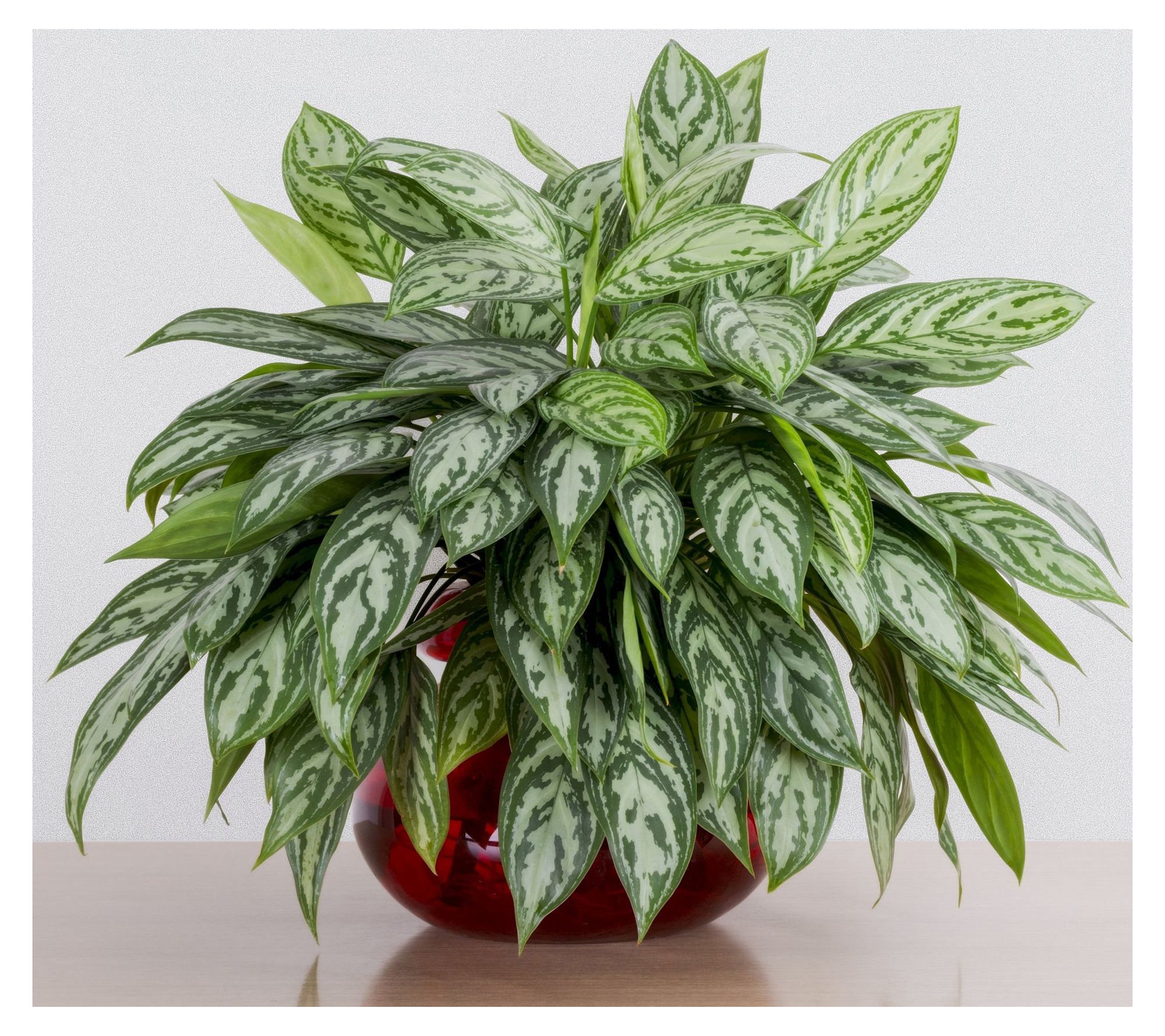 Cottage Farms Maria Chinese Evergreen