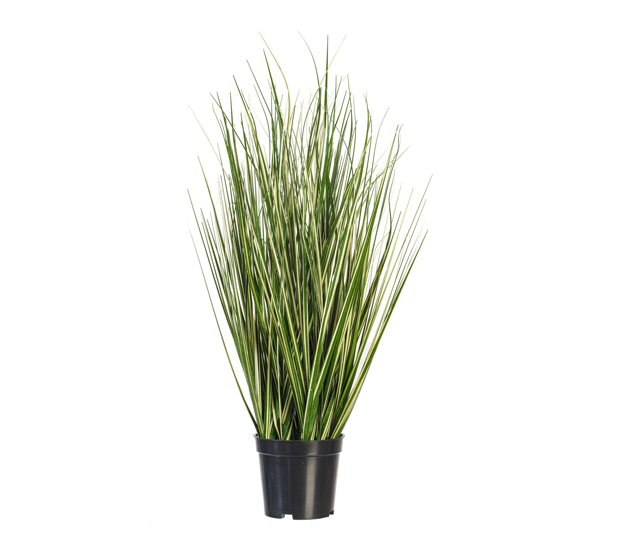 Vickerman 24" Green Evergold Grass Potted UV
