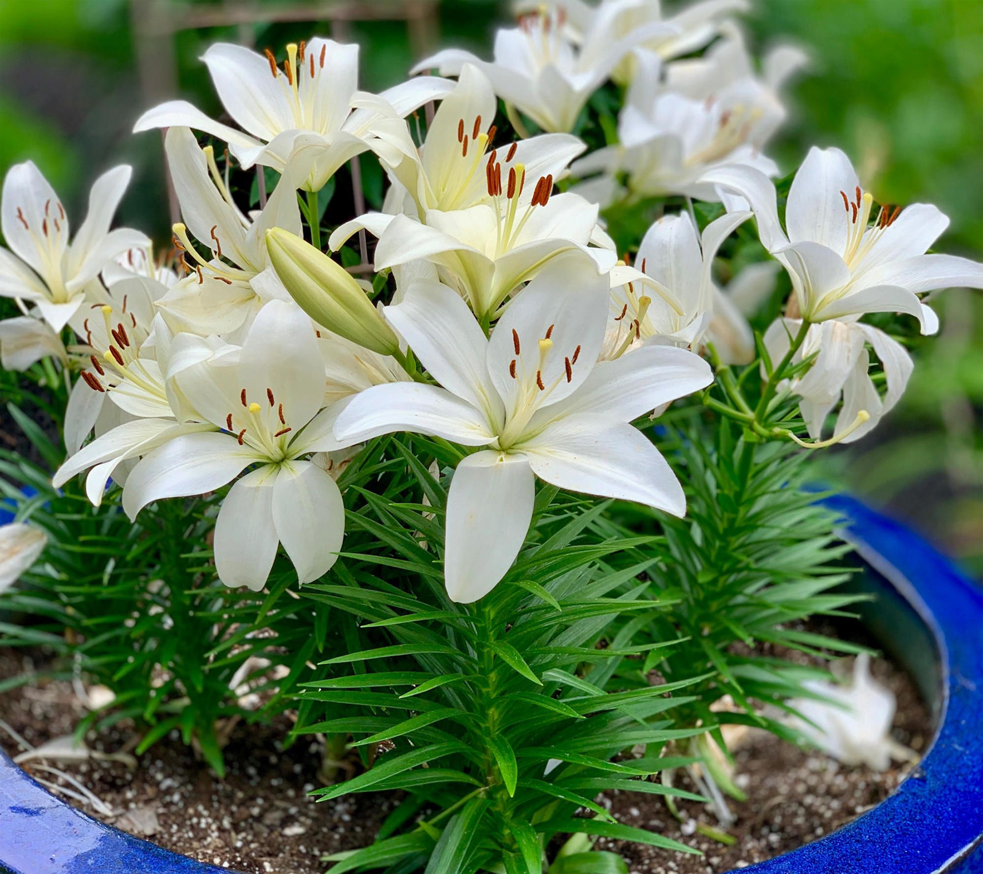 Cottage Farms 6 -Piece Summer Snow LA Hybrid Lilies
