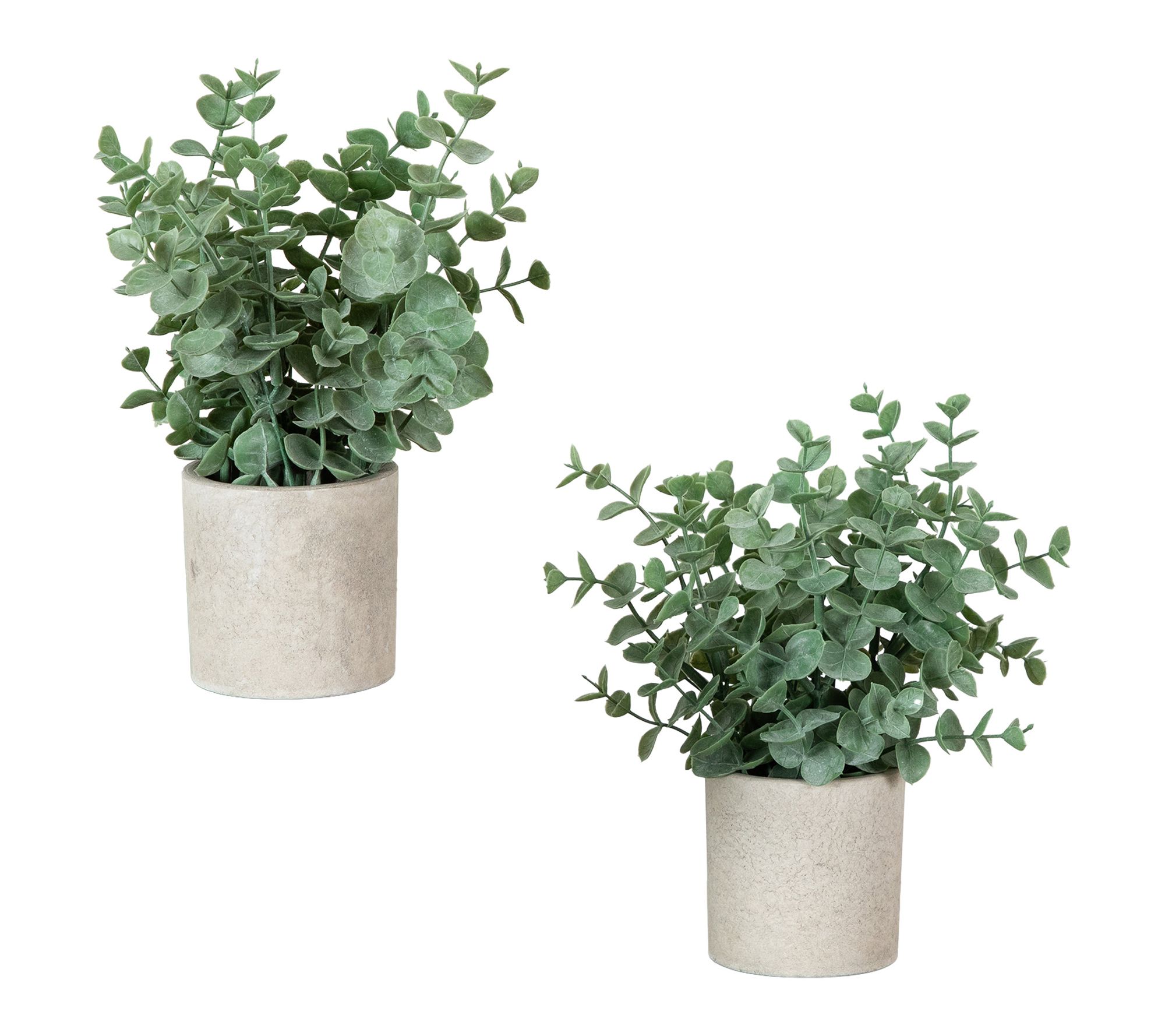 Eucalyptus Plants in Planters - Set of 2 by Nearly Natural