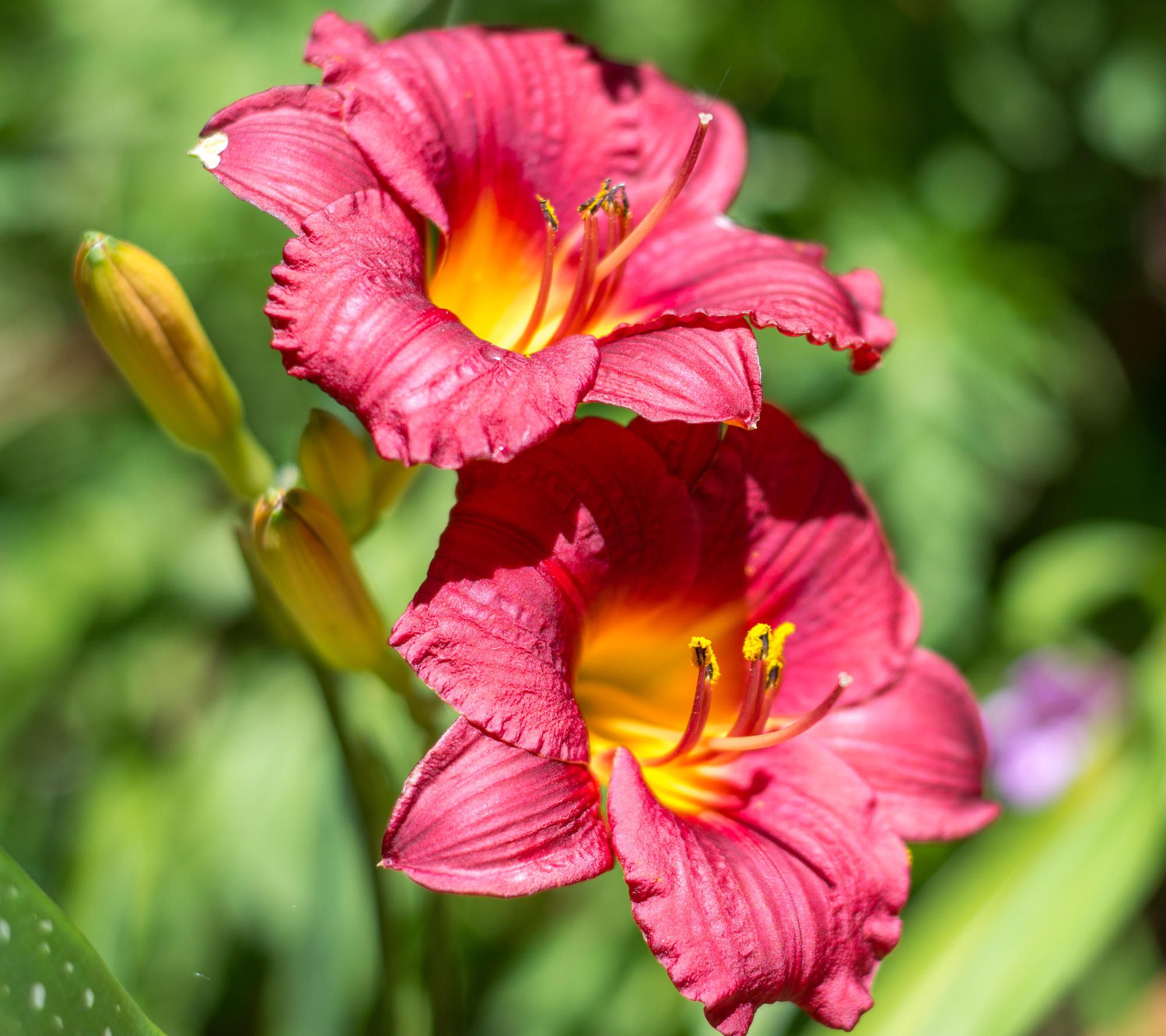 Cottage Farms 12-Piece Autumn Red Daylilies