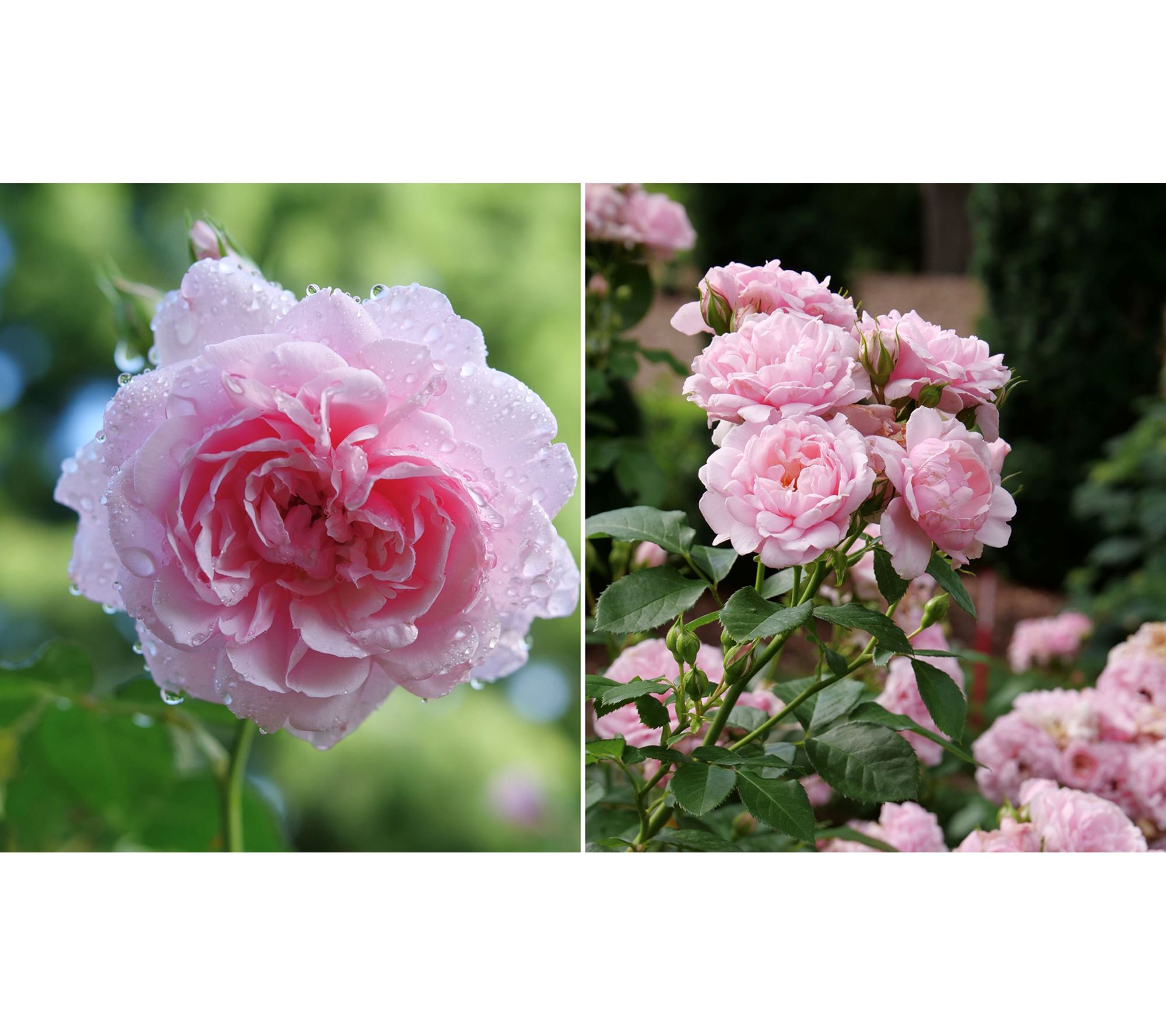 Roberta's 1 pc. Reminiscent Pink Rose