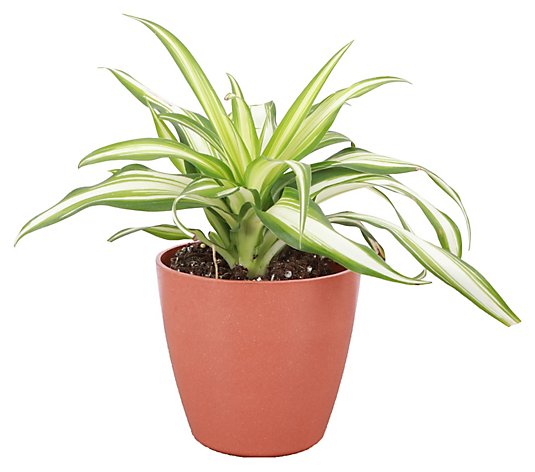 Thorsen's Greenhouse Live 4" Spider Plant in Biodegradable Pot