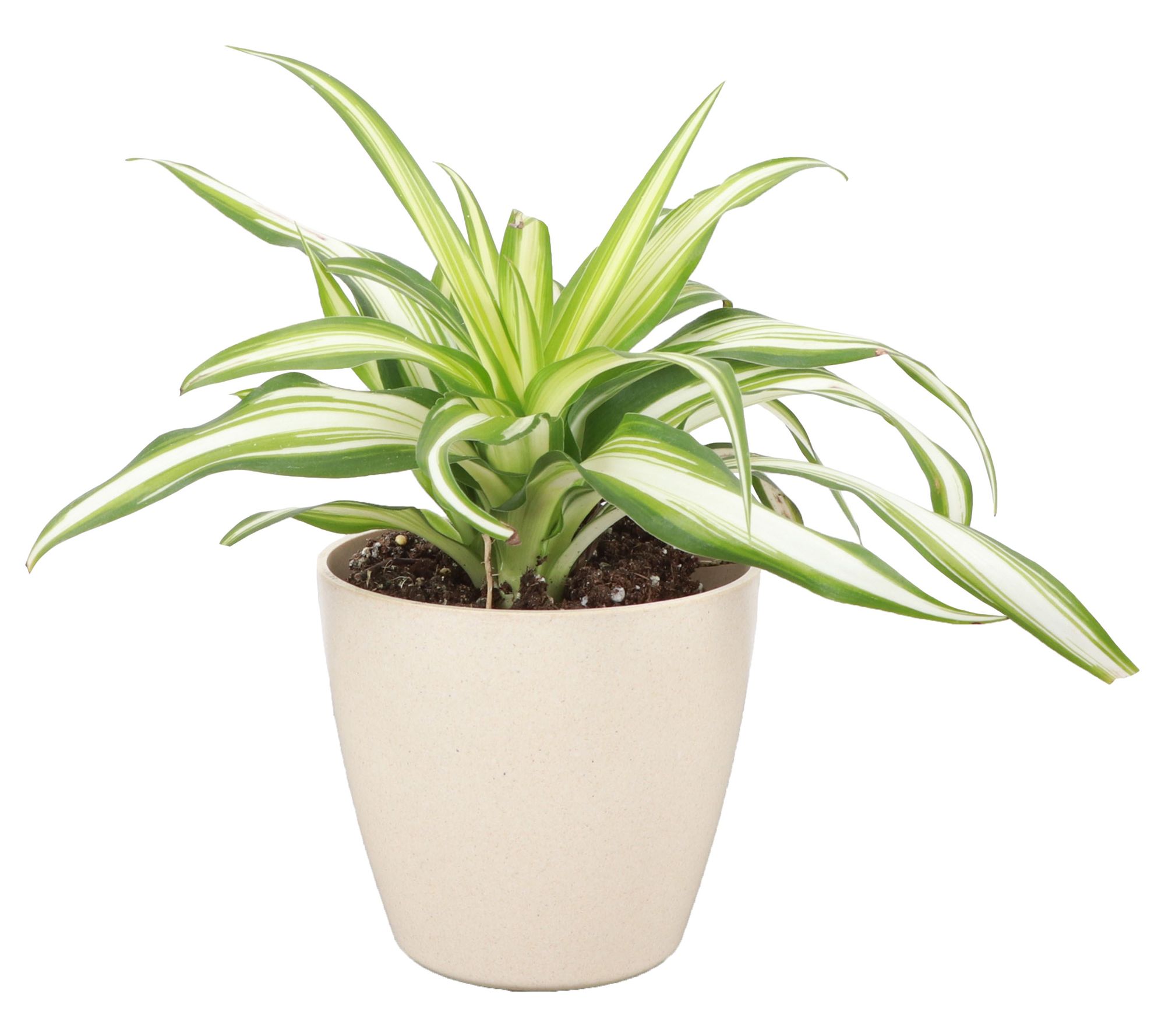 Thorsen's Greenhouse Live 4" Spider Plant in Biodegradable Pot