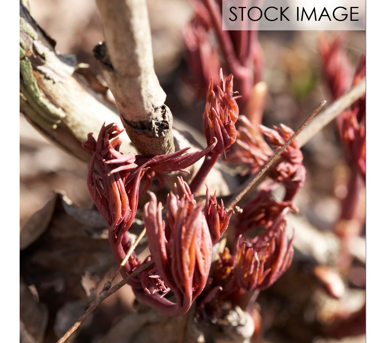 Van Zyverden Peonies Coral Sunset Set of 3 Root