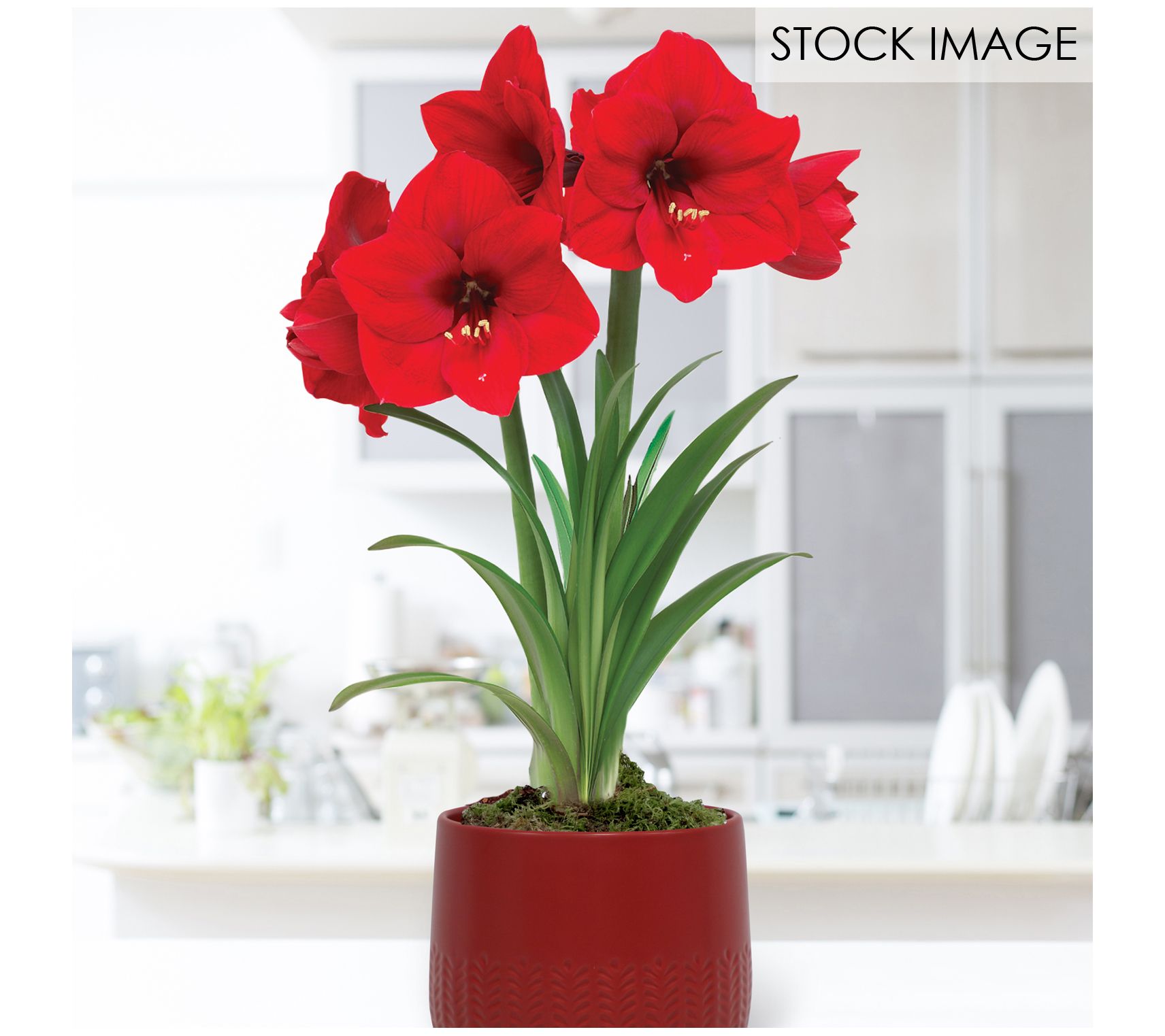 Van Zyverden Pre-planted Amaryllis Red Lion & Ceramic Planter