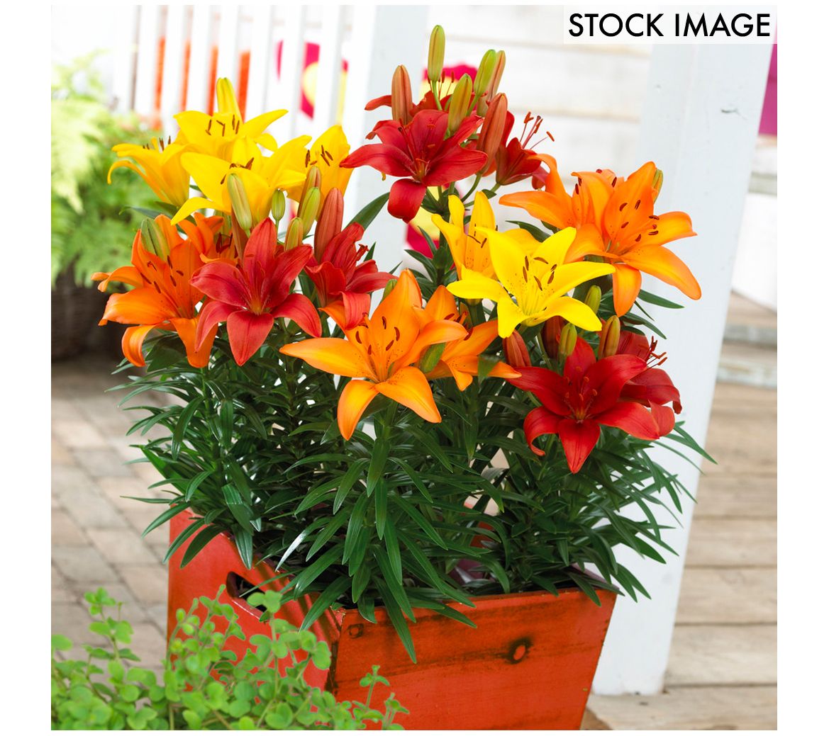 Van Zyverden Lilies Sunset Patio Container Blend 7 Bulbs