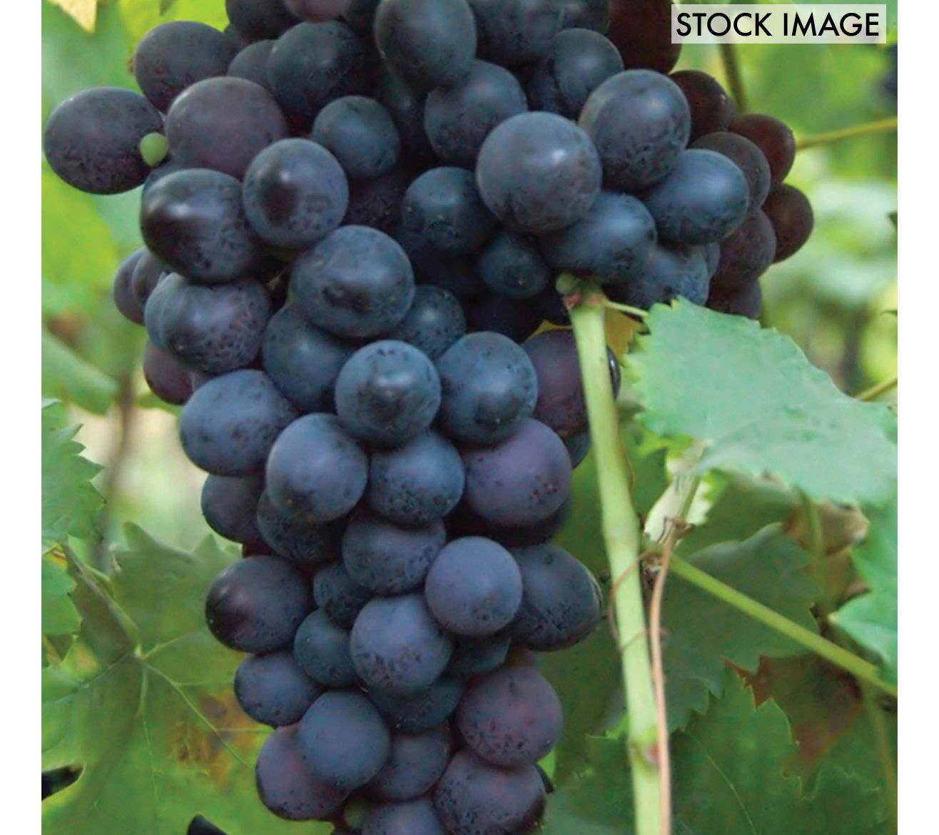 Van Zyverden Grapes Thomcord Seedless Set of 1 Plant