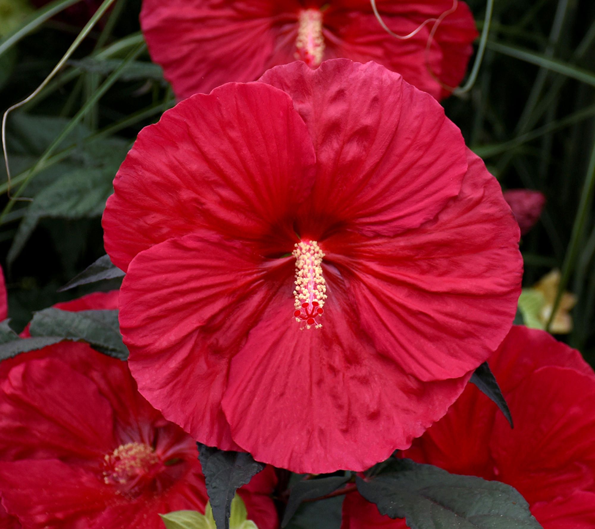 Cottage Farms Mars Madness Hardy Hibiscus - QVC.com