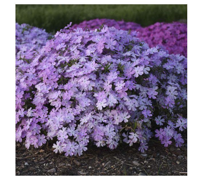 Roberta's Creeping Phlox Spring Bling Pink Sparles 2pc