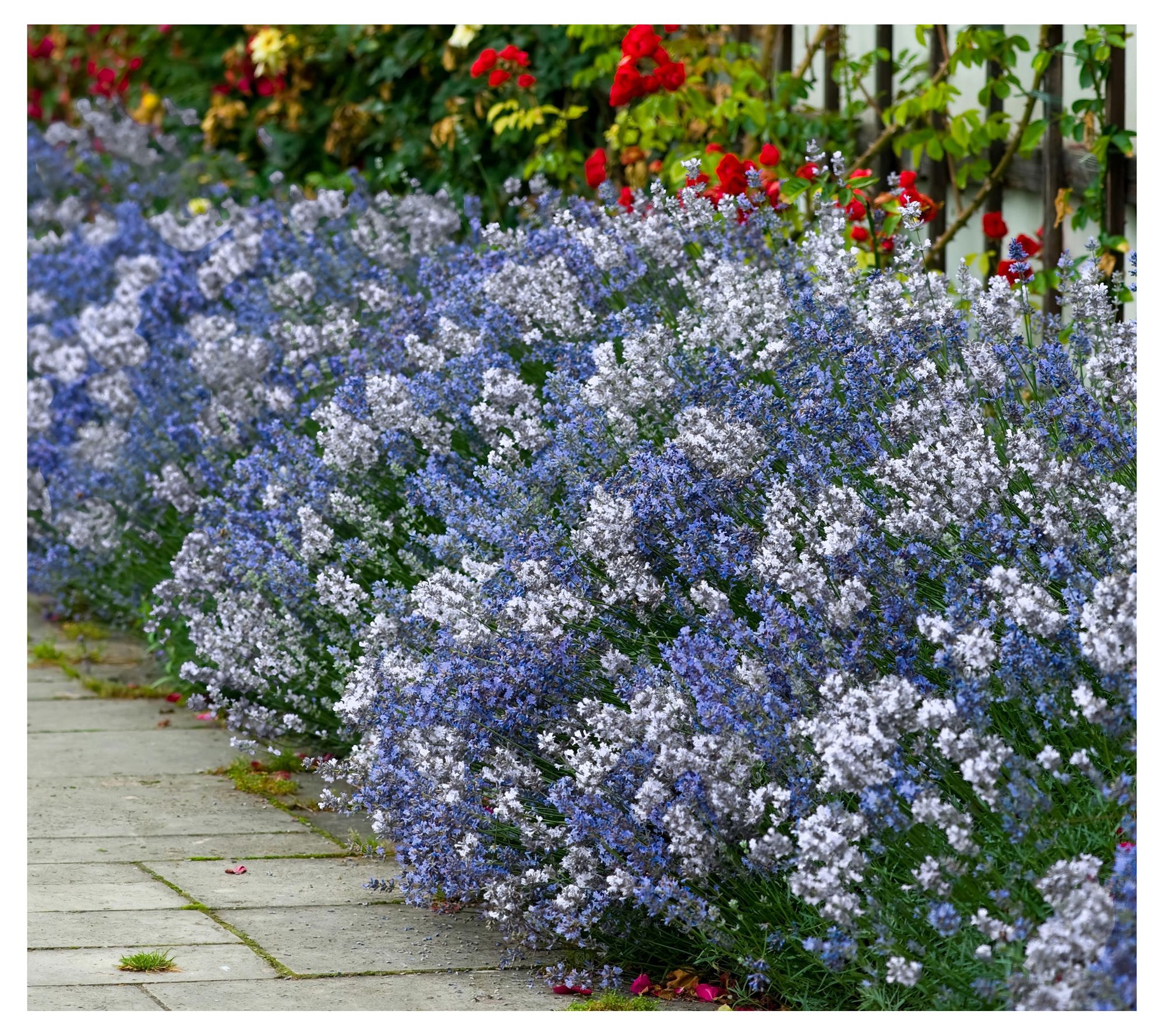 Cottage Farms 2-Piece Big Time Duet Lavender