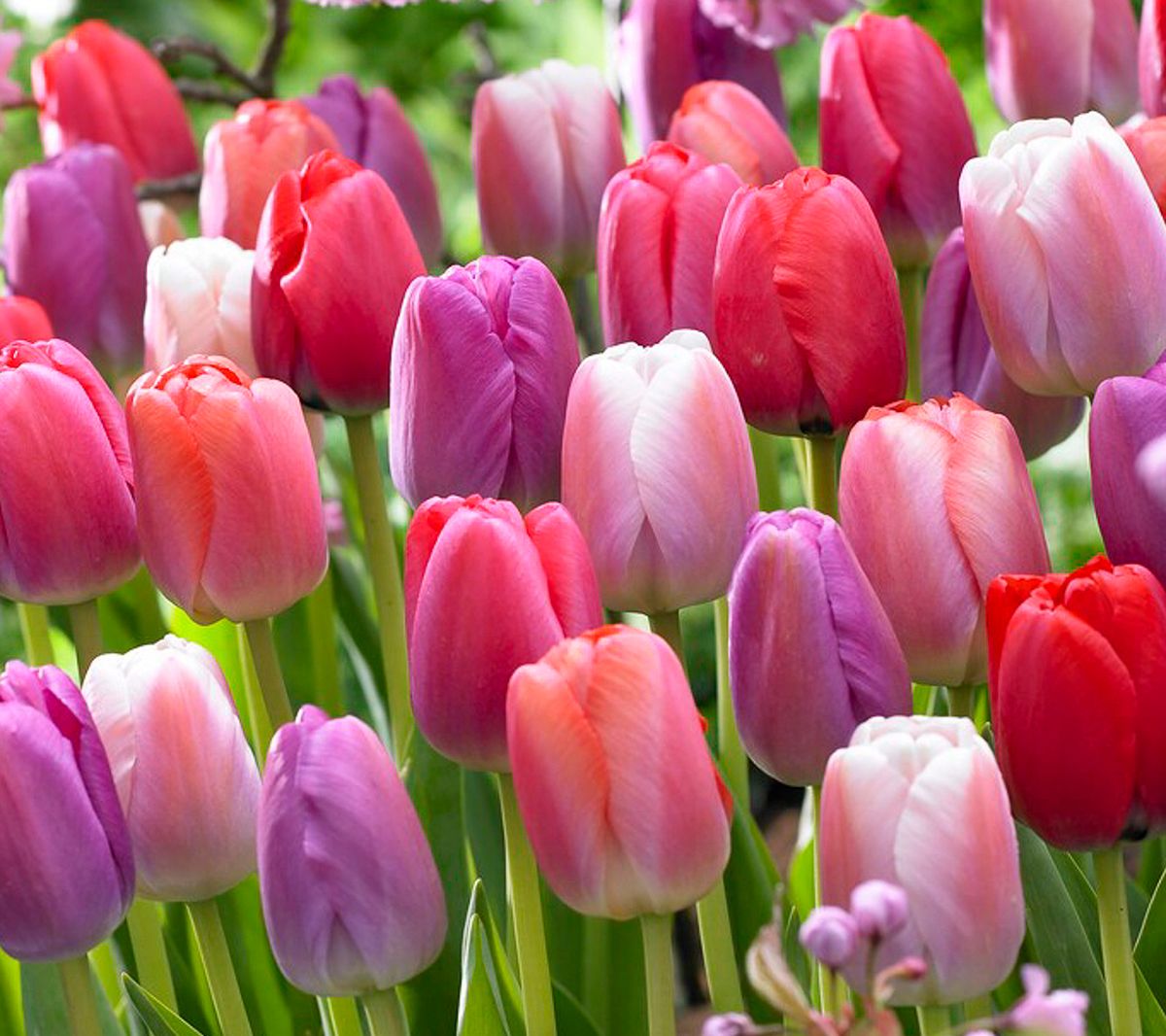 Van Zyverden Tulips Pride Mixture Set of 25 Bulbs